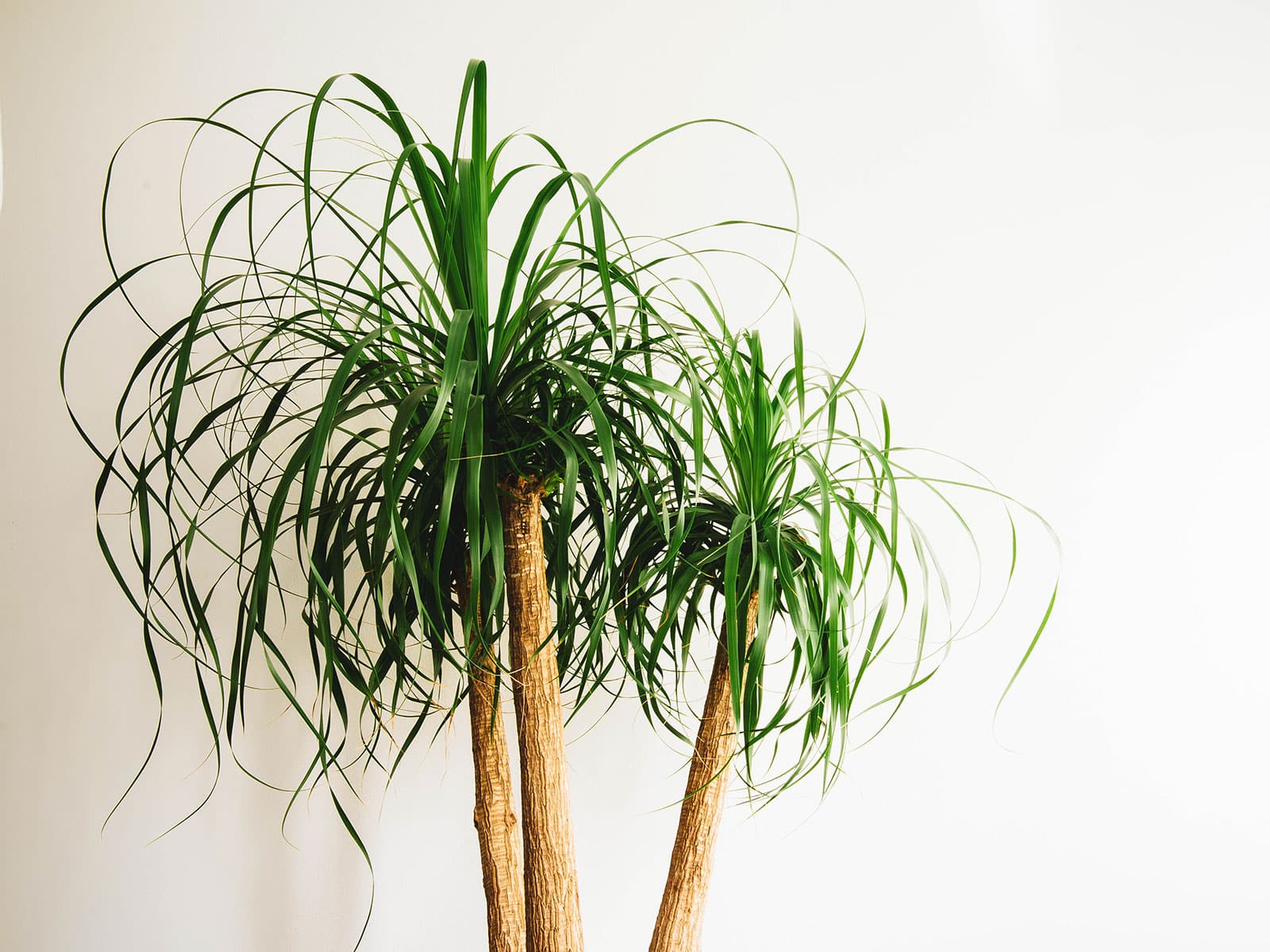 Ponytail palm against a white background