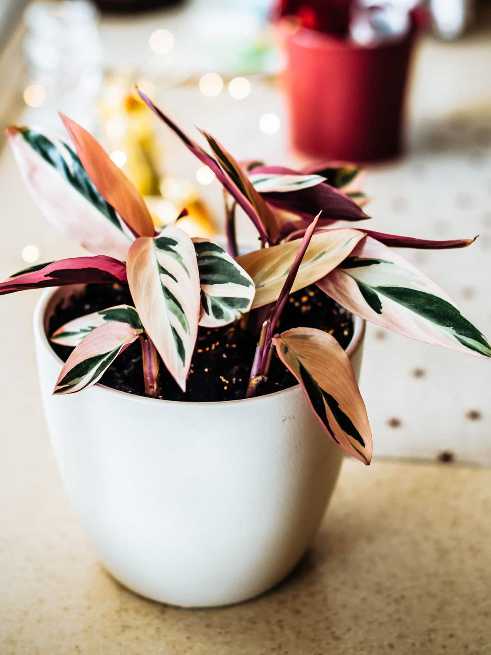 Stromanthe Triostar prayer plant in a white pot