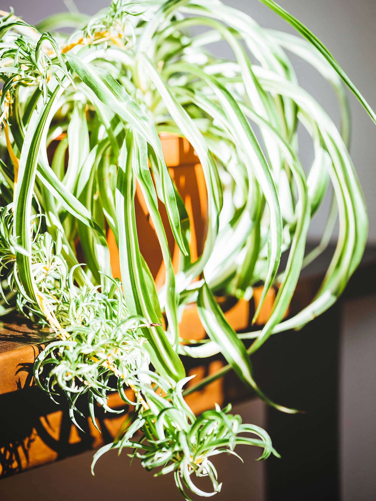 Spider plant in a terra cotta pot, bathed in sunlight