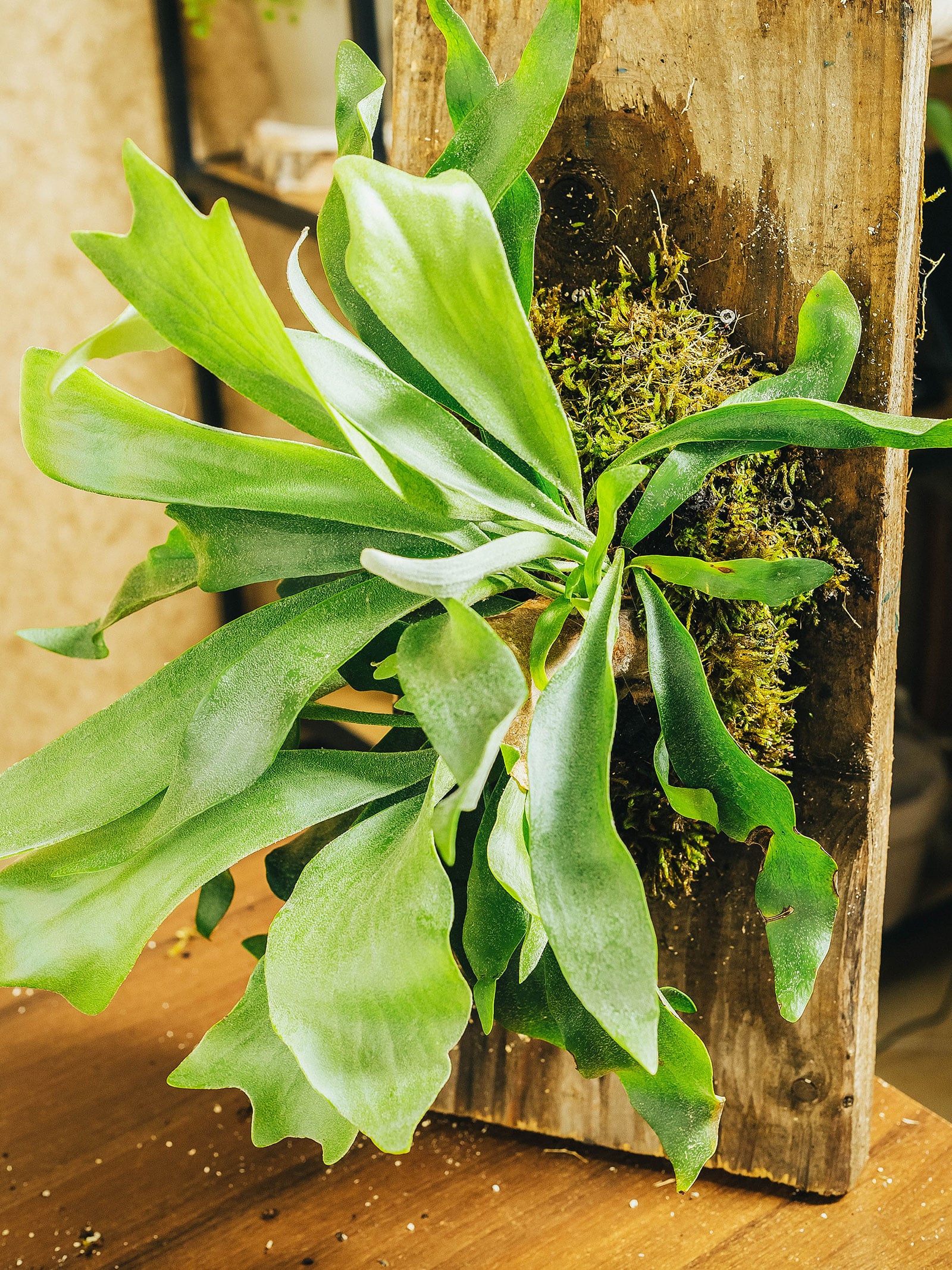 Staghorn fern mounted on a wooden board