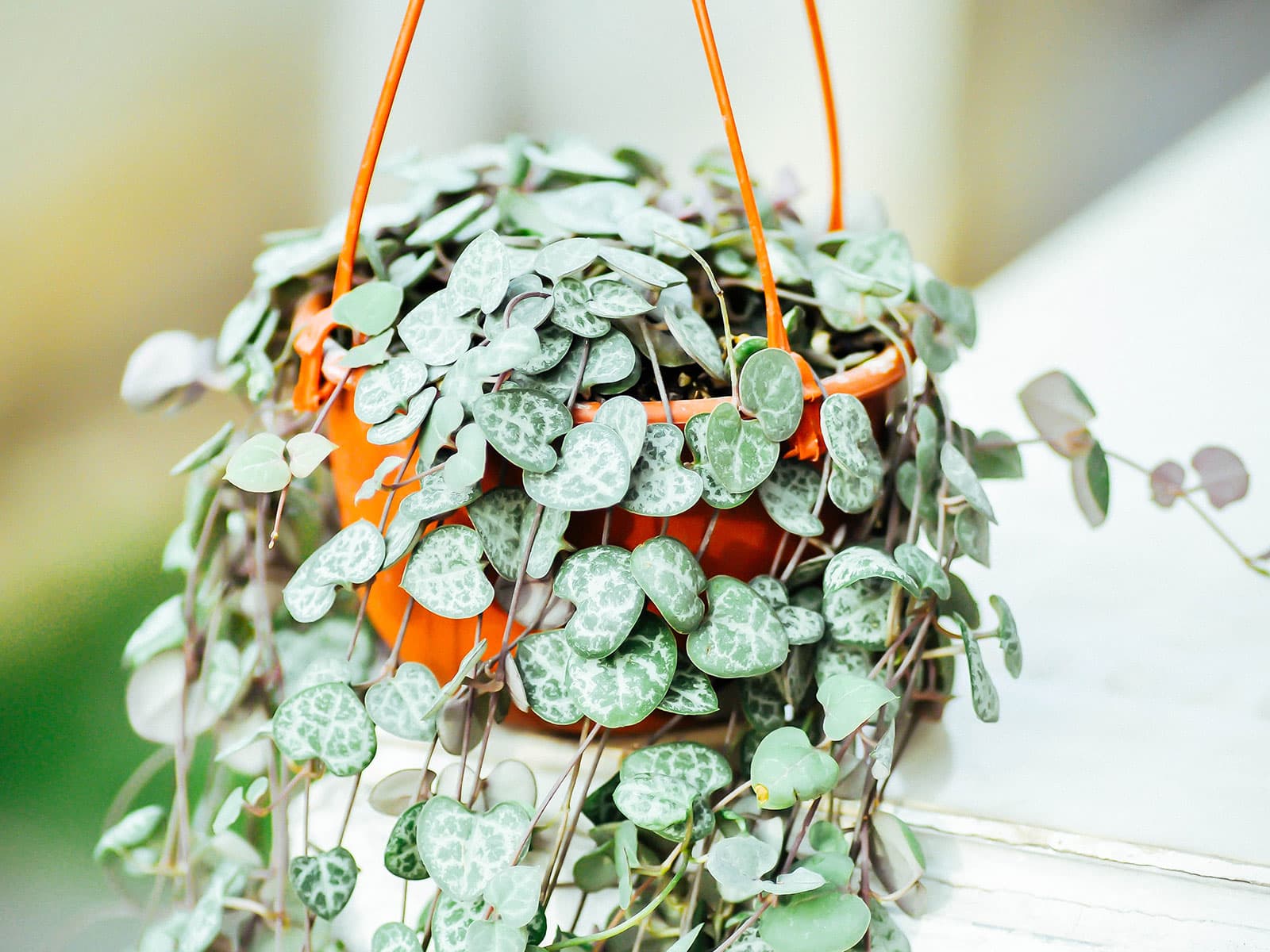 String of hearts plant in an orange plastic pot sitting on a white table