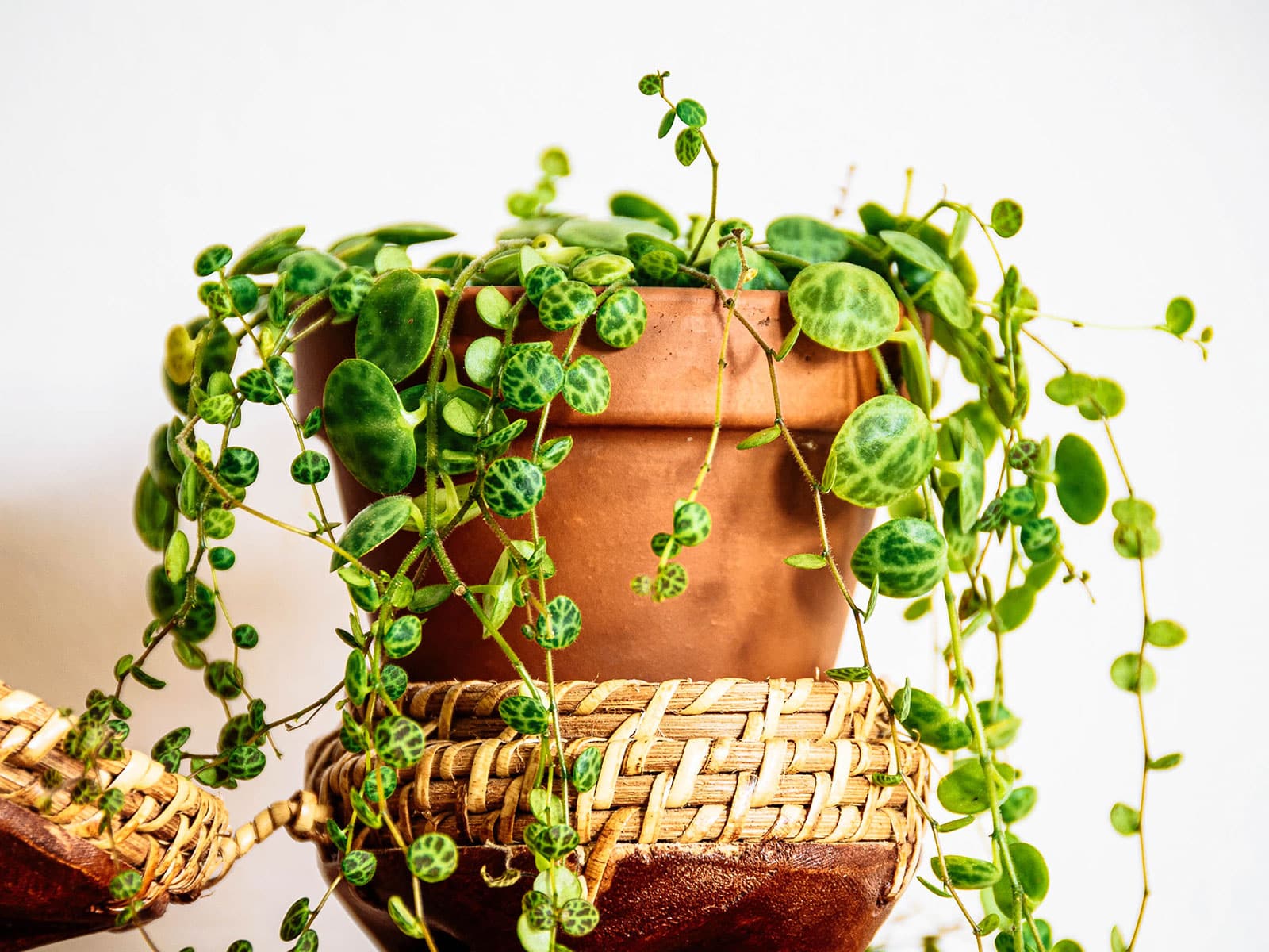 String of turtles plant in a terra cotta pot sitting on a wicker saucer