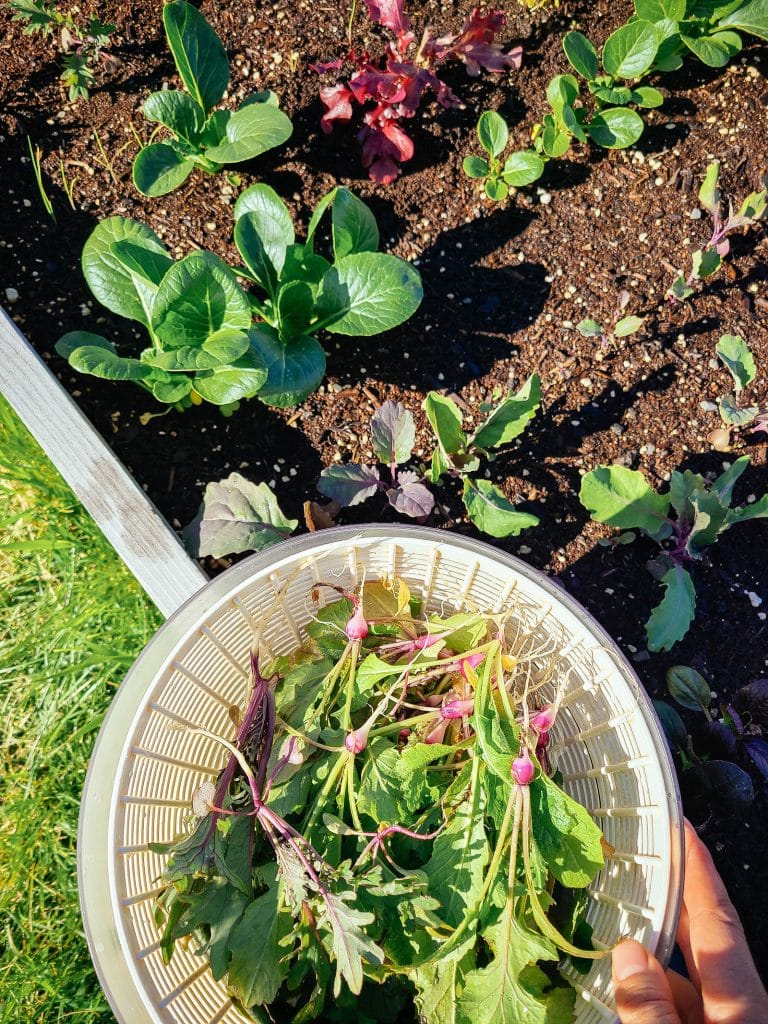 Hand holding a white colander filled with baby turnips and turnip greens, above a raised garden bed with baby bok choy, lettuce, and kale growing