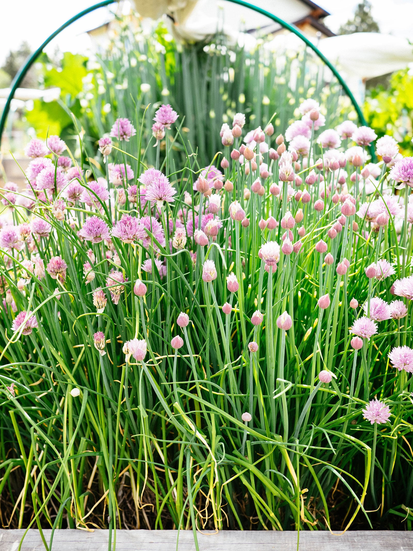 Chive plants in a garden blooming with a profusion of lavender flowers