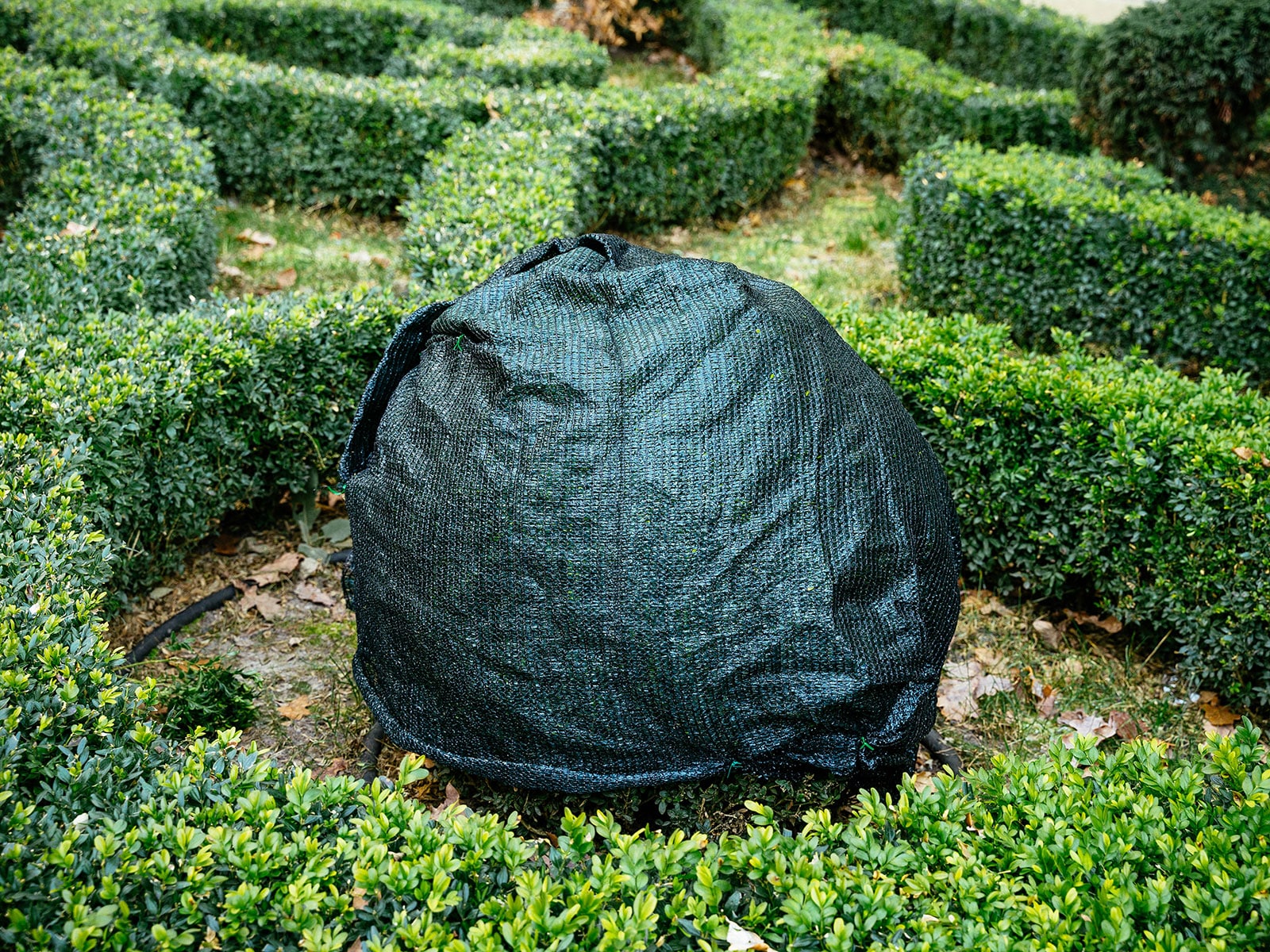 Green frost jacket covering a shrub from winter weather