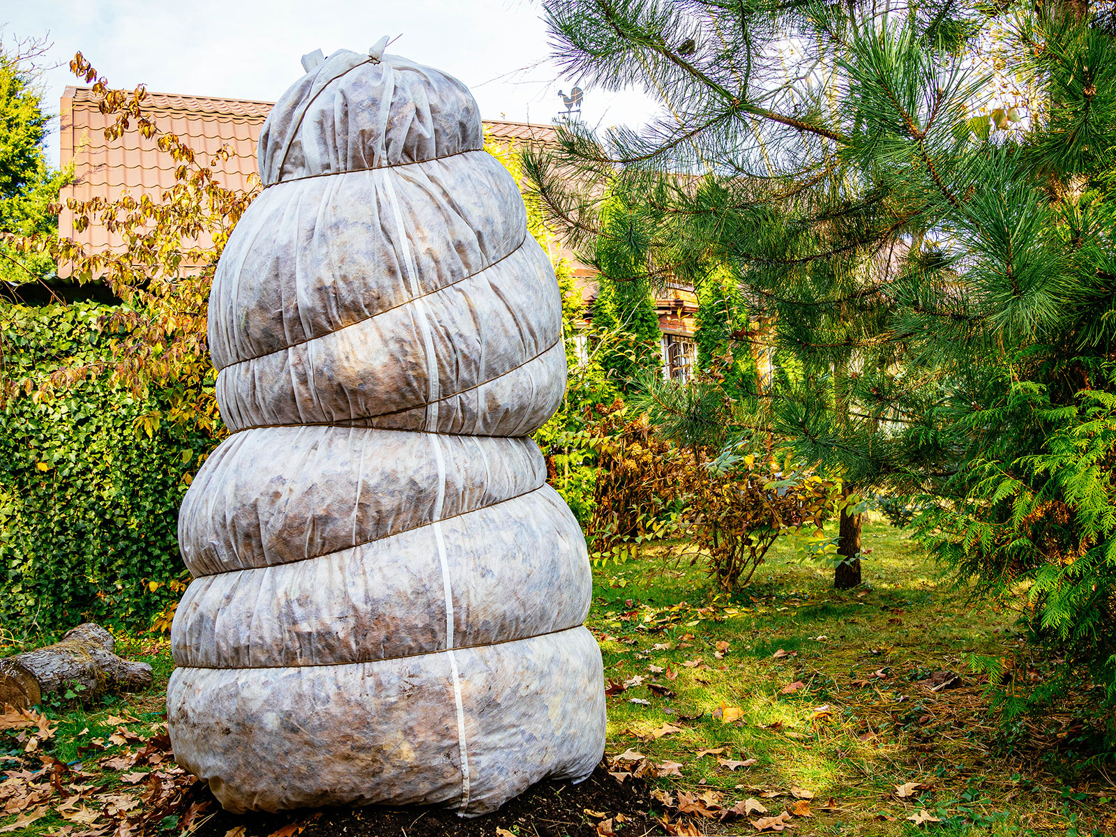 Woven frost cloth covering a ficus tree in a garden in winter