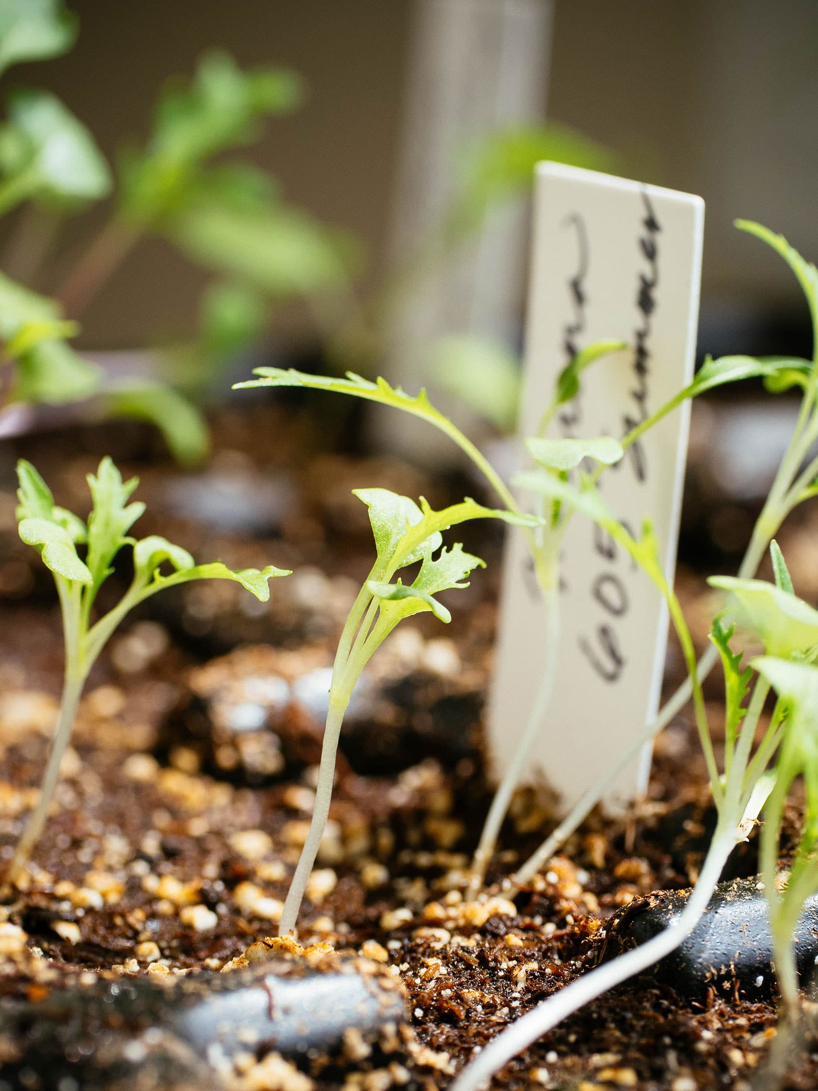 Close-up of mustard seedlings growing in a seed starting tray