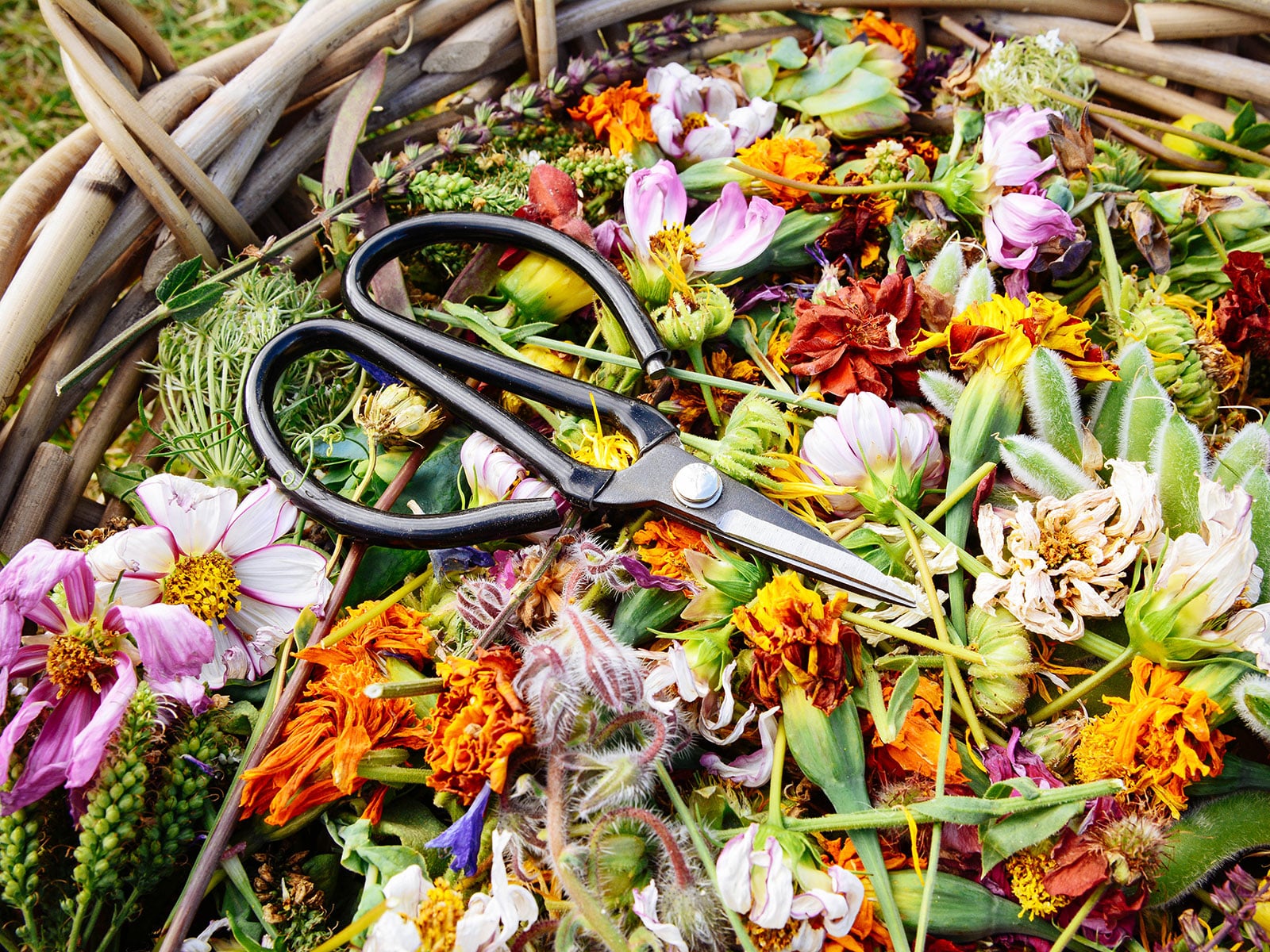 A wicker basket filled with several types of deadheaded flower blossoms and floral scissors