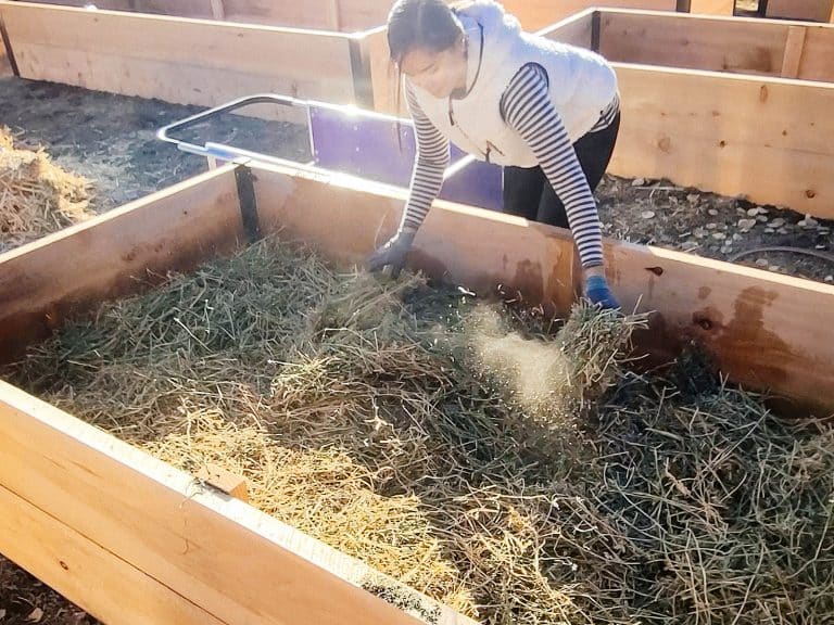 Man in a straw hat moving topsoil into a raised garden bed with a skid steer