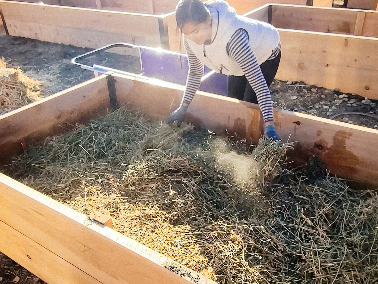 Man in a straw hat moving topsoil into a raised garden bed with a skid steer