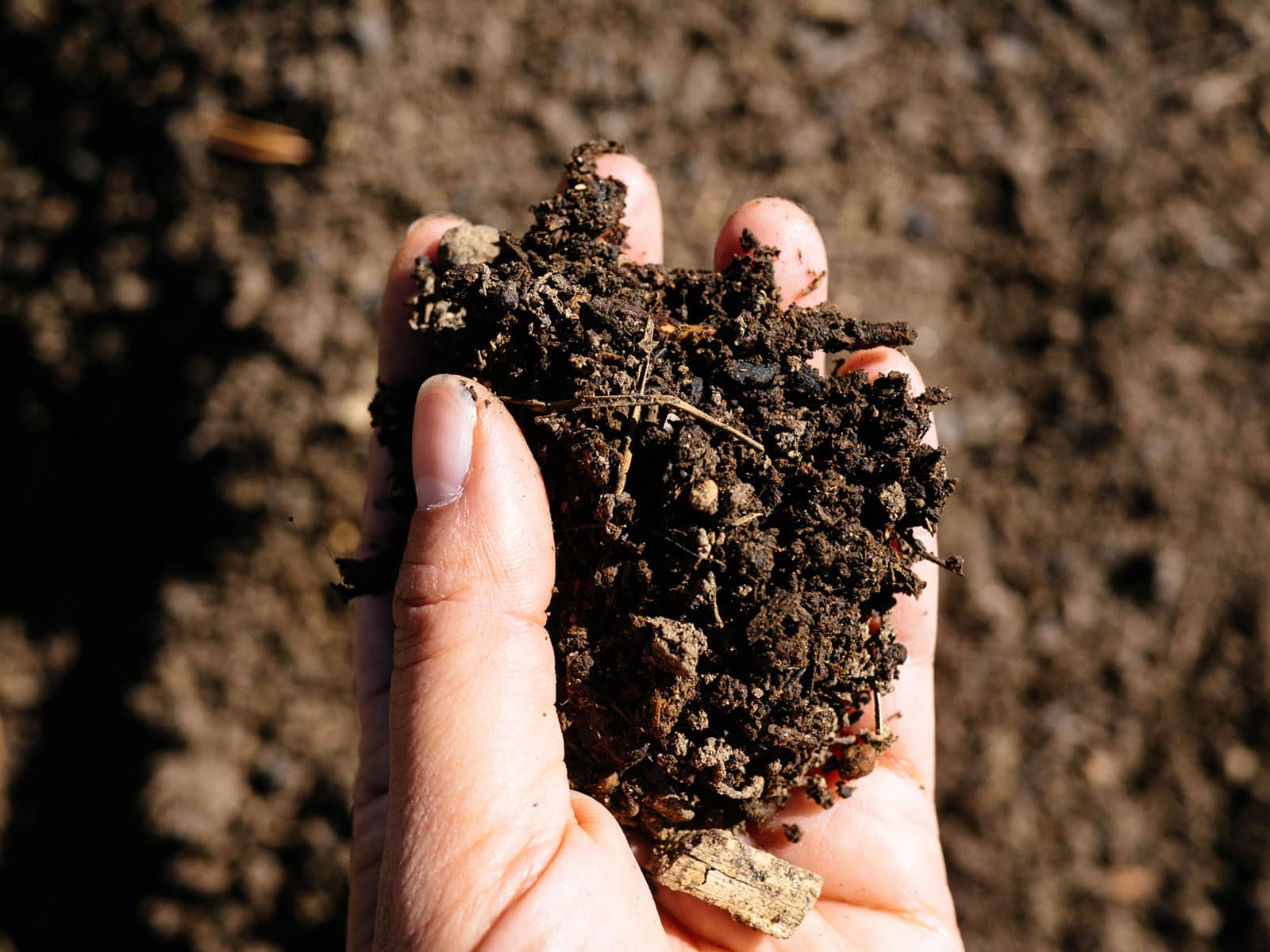 Woman's hand holding dark, crumbly soil