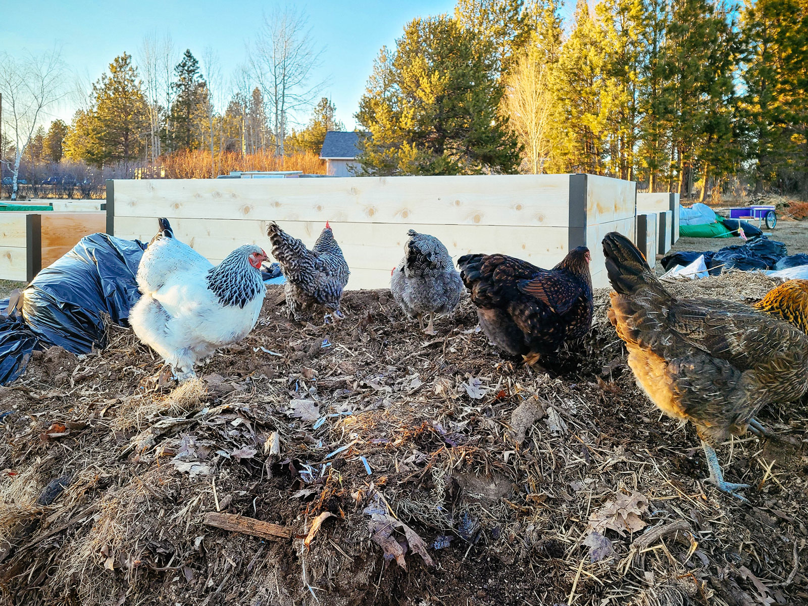 Chickens digging through a compost pile in a garden