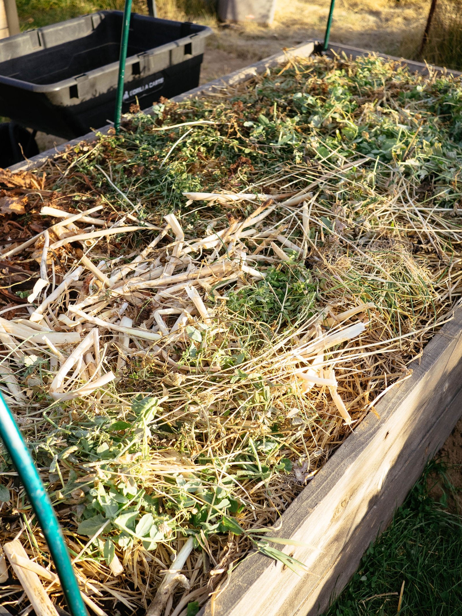 An end-of-season raised garden bed filled with plant debris as a winter mulch