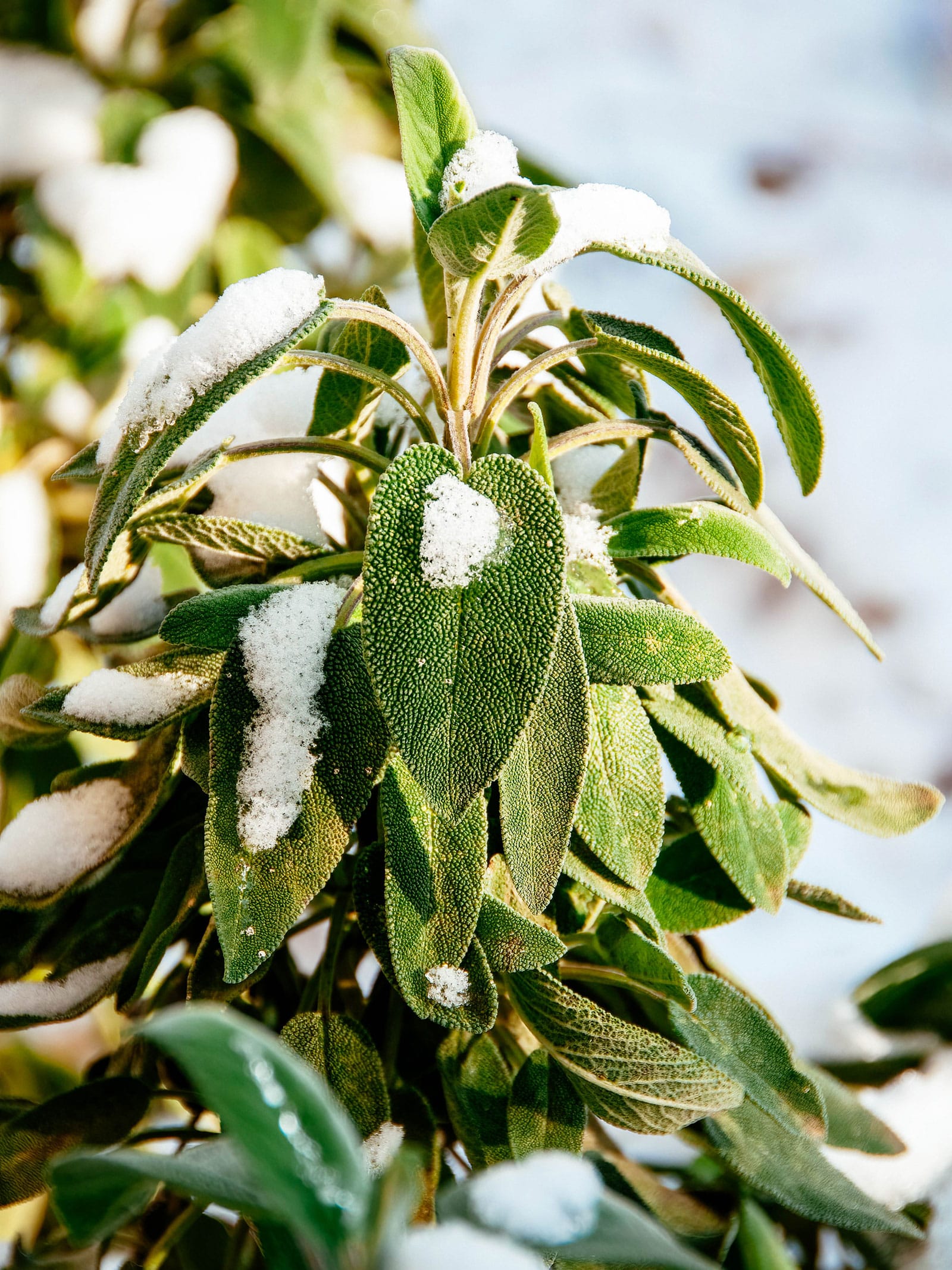 Sage plant covered in a light layer of snow in a garden