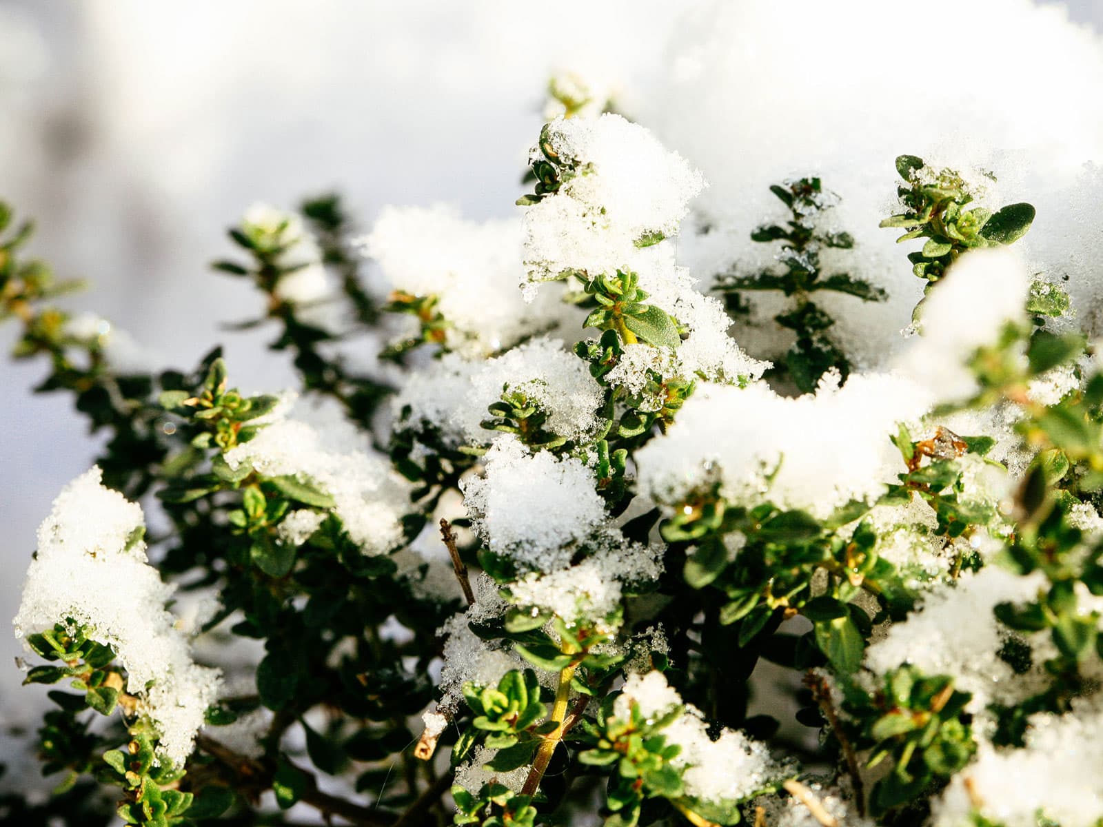 Thyme plant in a garden covered with a blanket of snow