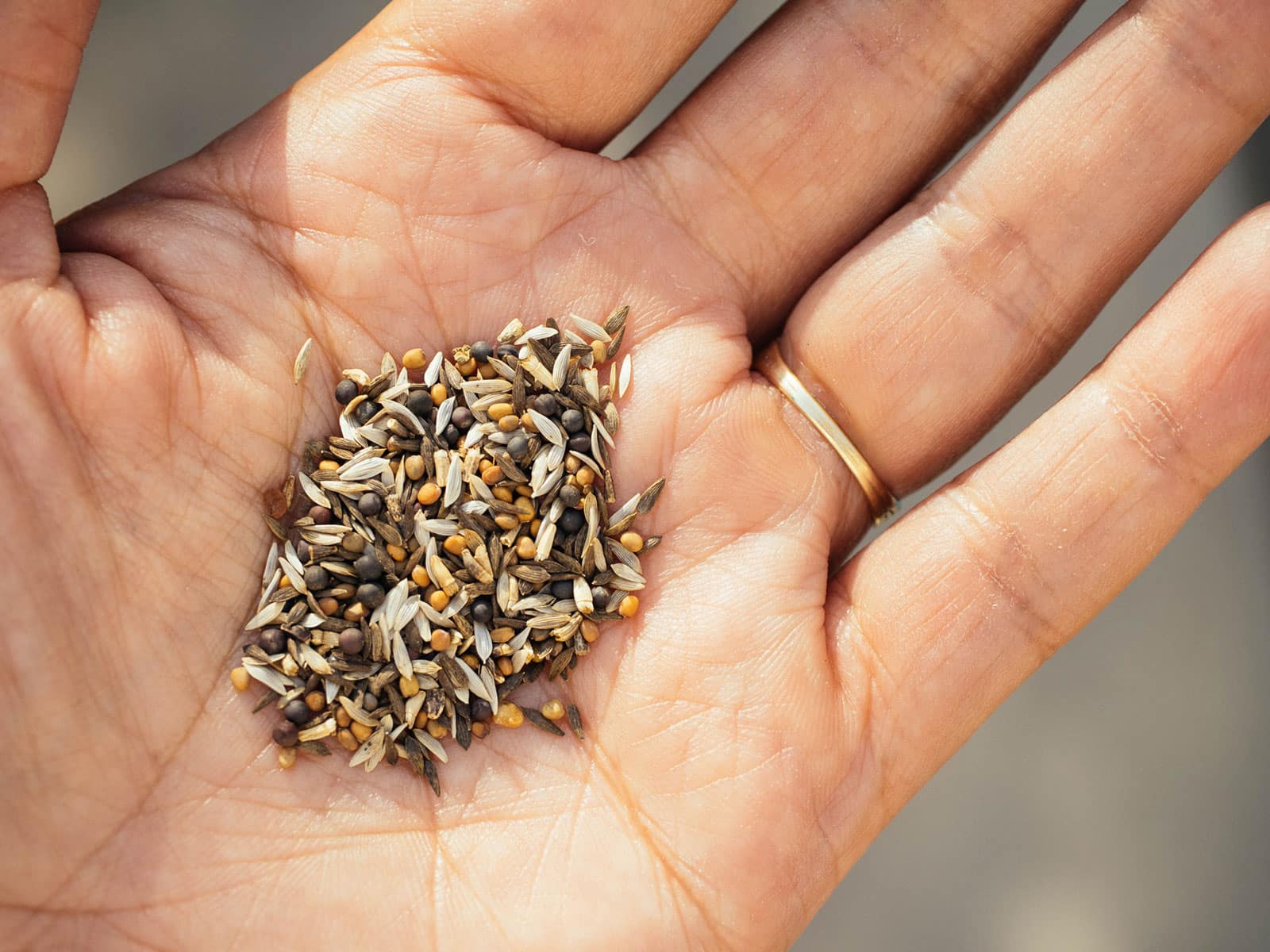 A mix of salad green seeds in the palm of a woman's hand