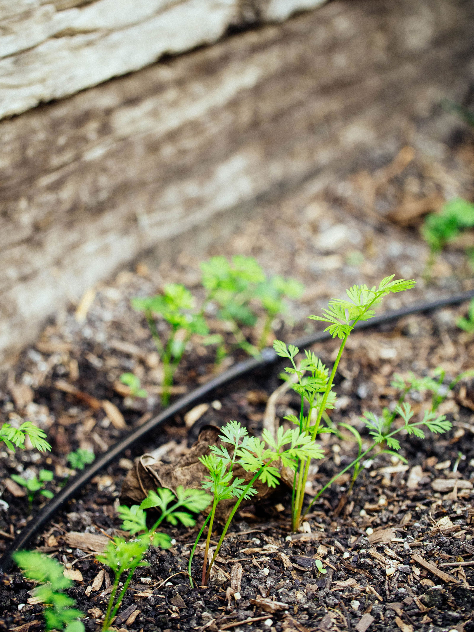 Carrot seedlings in a garden bed