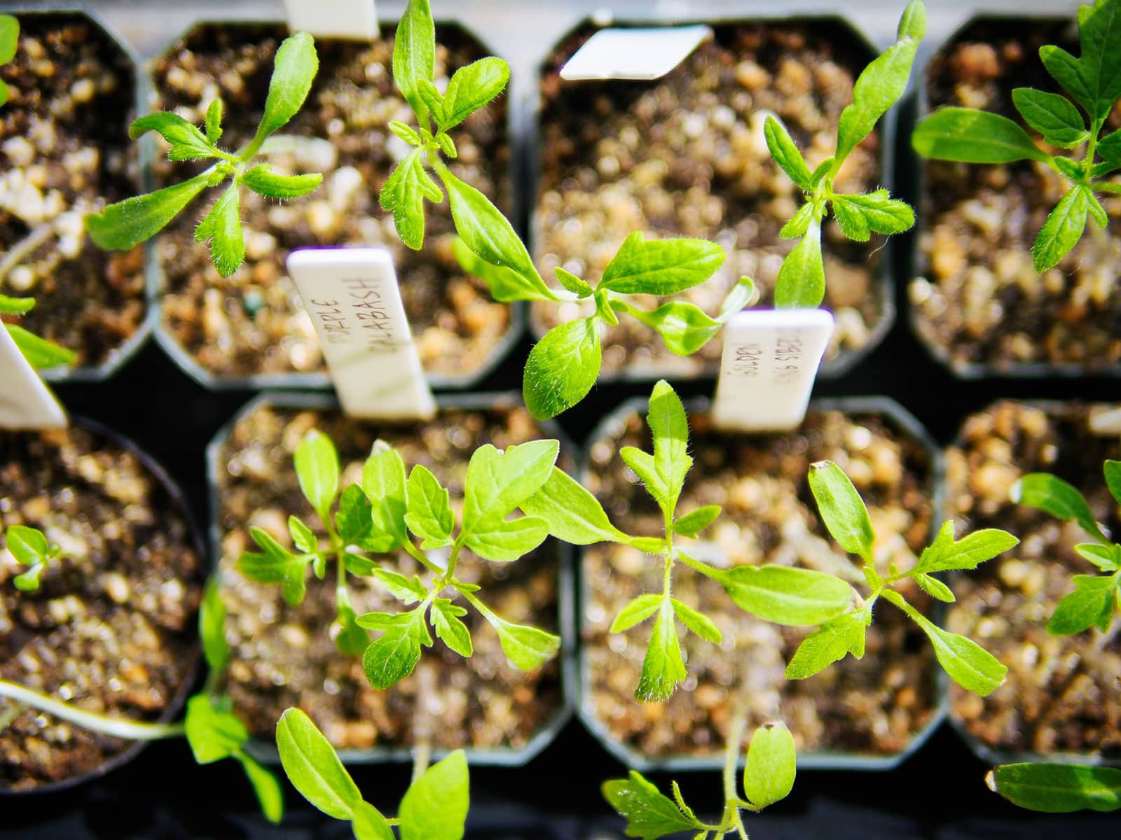 Tomato seedlings in small black pots with white plant labels