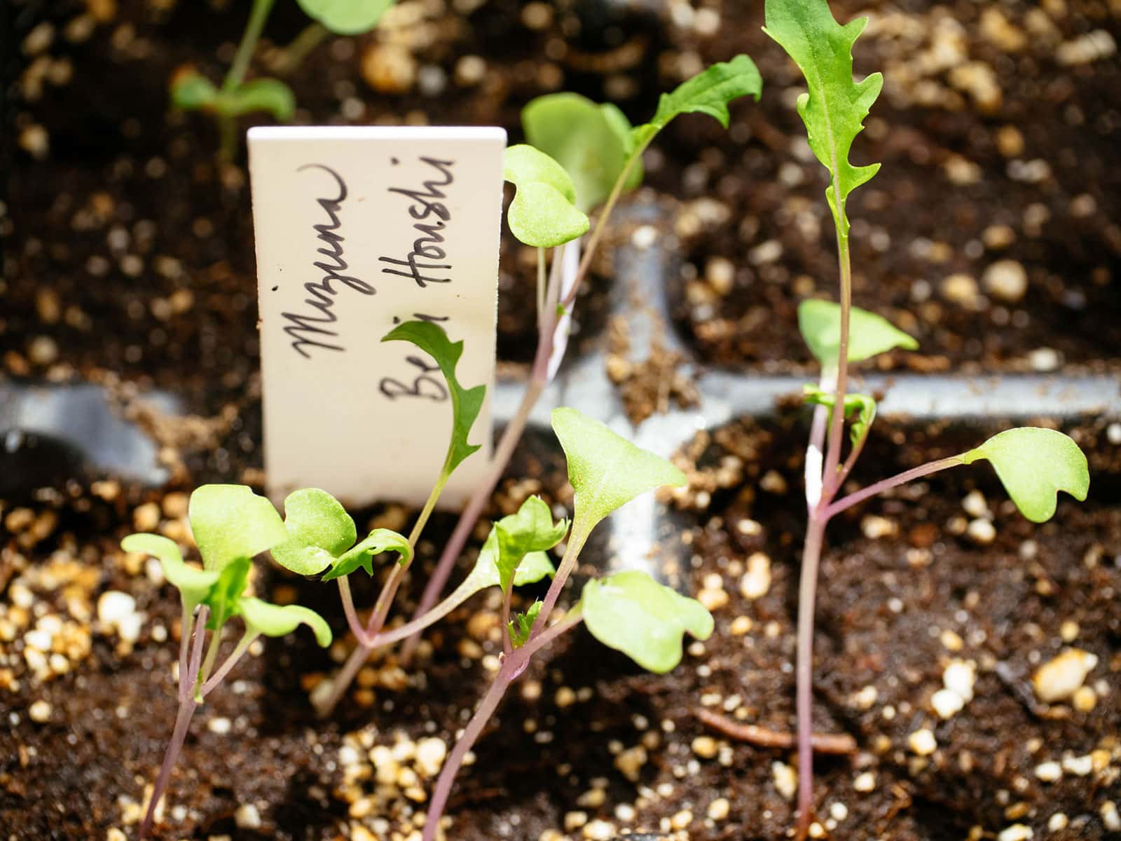 Mizuna and Asian mustard green seedlings started in a seed tray