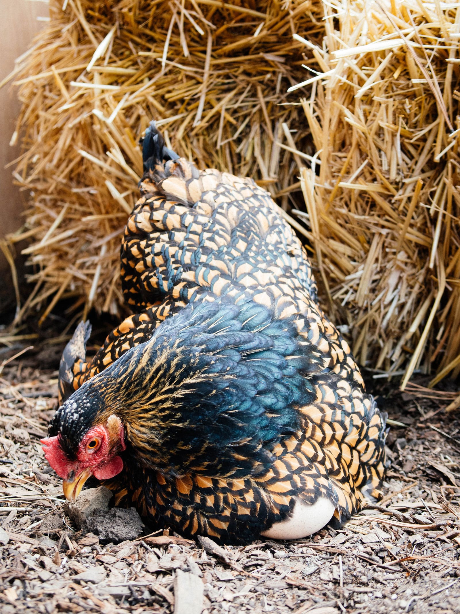 A broody Golden-Laced Cochin hen sitting on an unfertilized egg in a yard