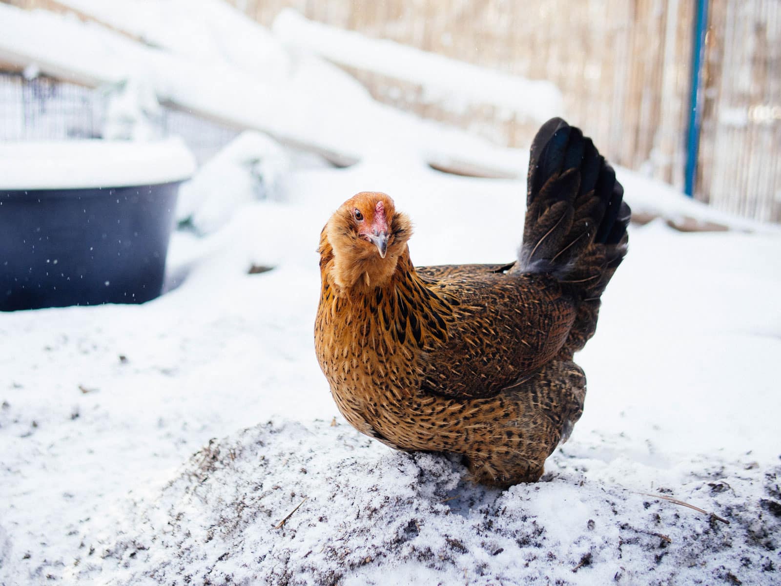 An Easter Egger hen exploring outside in the snow