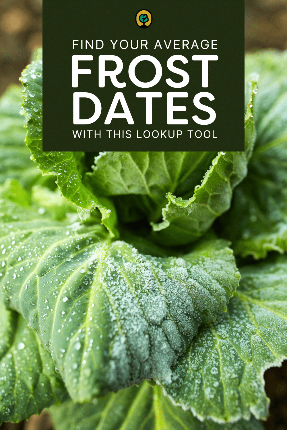 Pinterest pin image for frost date lookup tool