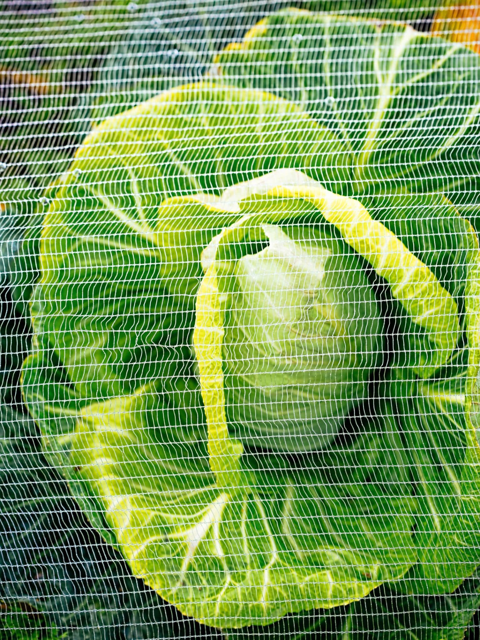 How to Keep Pests Away from the Cabbage Family (Without Sprays ...