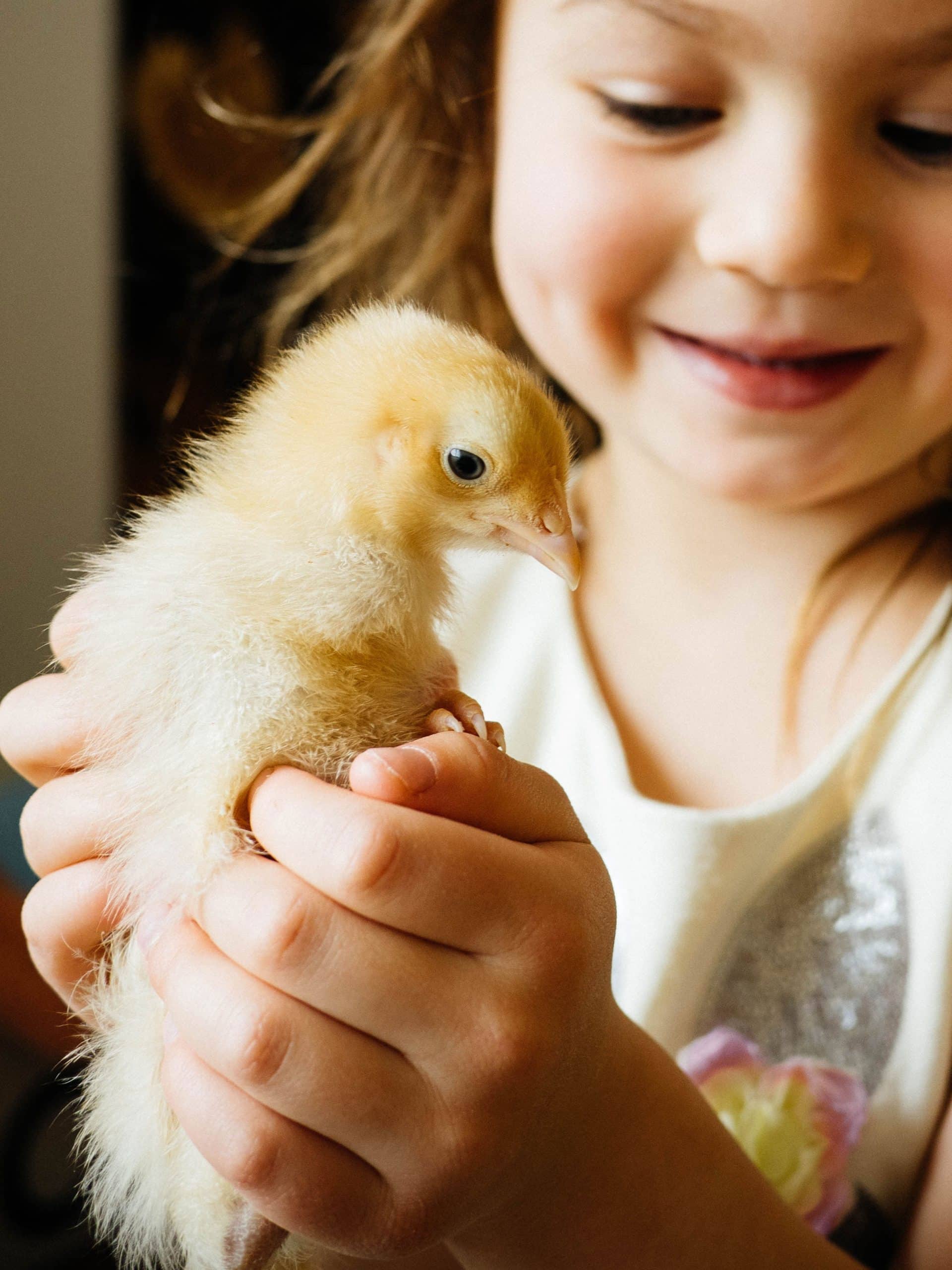 Young girl holding a yellow baby chick