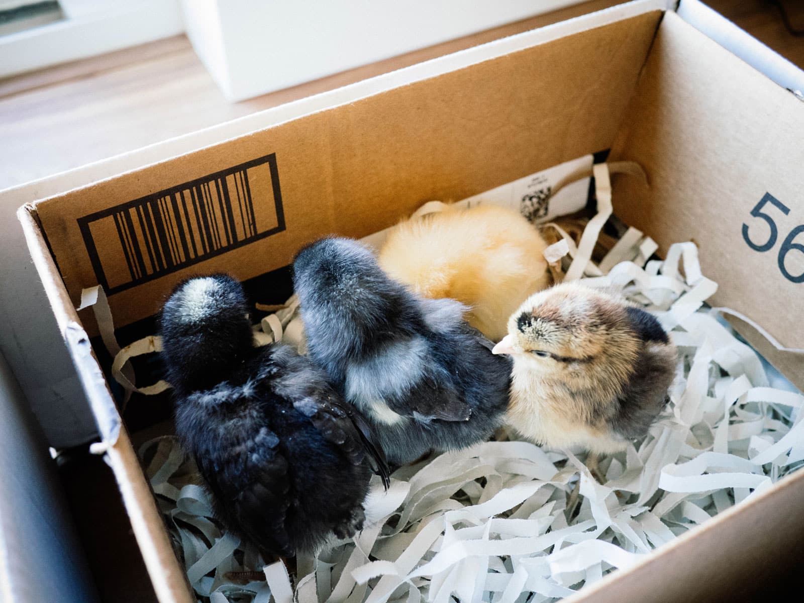 Baby chicks sitting in a small shipping box filled with shredded paper bedding