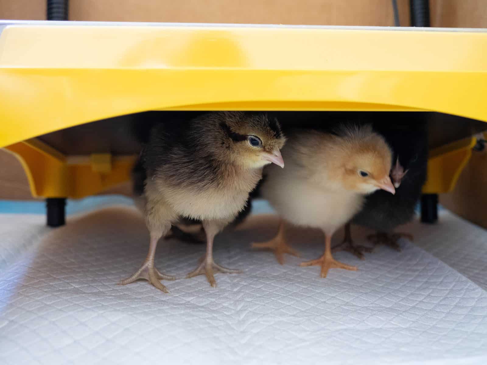 Baby chicks under a heat plate