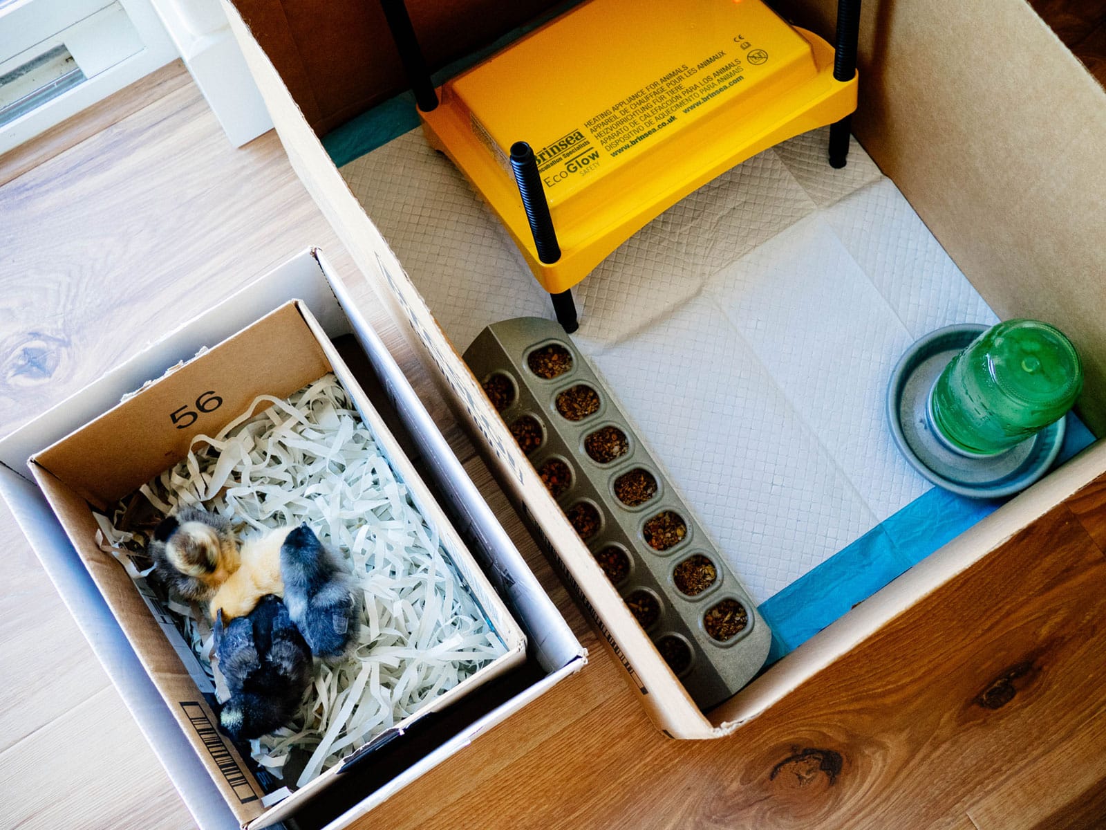 Newly arrived baby chicks in a box placed next to their cardboard brooder box