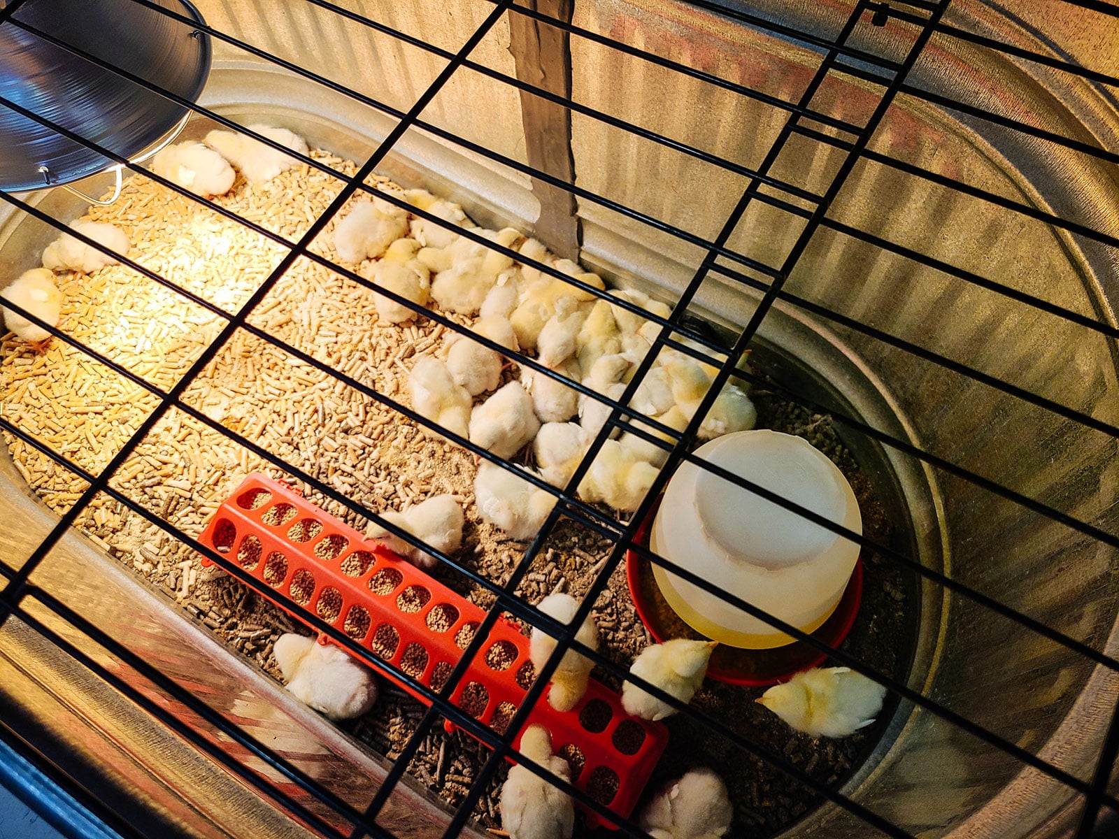 Dozens of yellow baby chicks inside a stock tank brooder with a wire grate lid