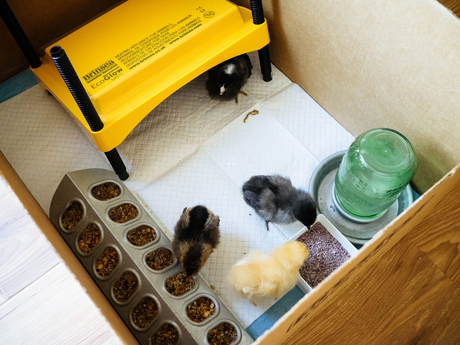 Four chicks eating and wandering inside a cardboard brooder box