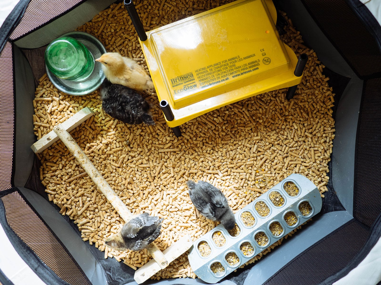 Chicks eating and drinking inside a brooder filled with pelleted bedding