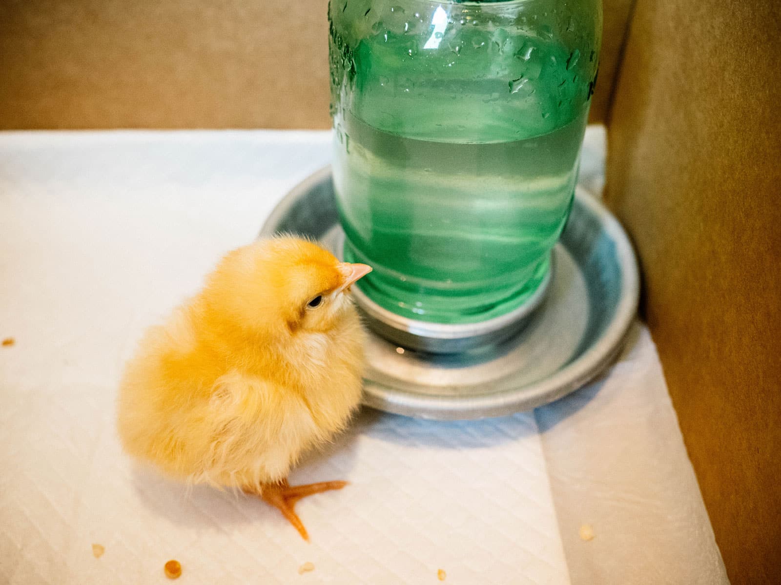 Yellow chick drinking from a mason jar waterer inside a brooder