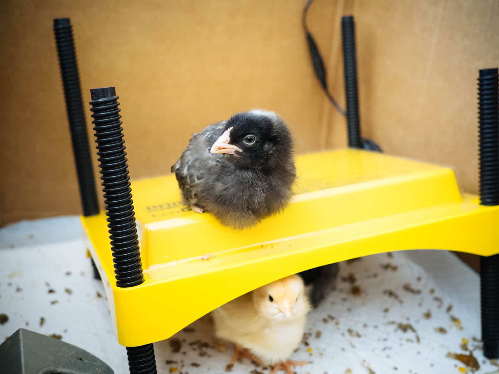 A chick sitting on top of a yellow heat plate in a brooder while more chicks sit underneath it