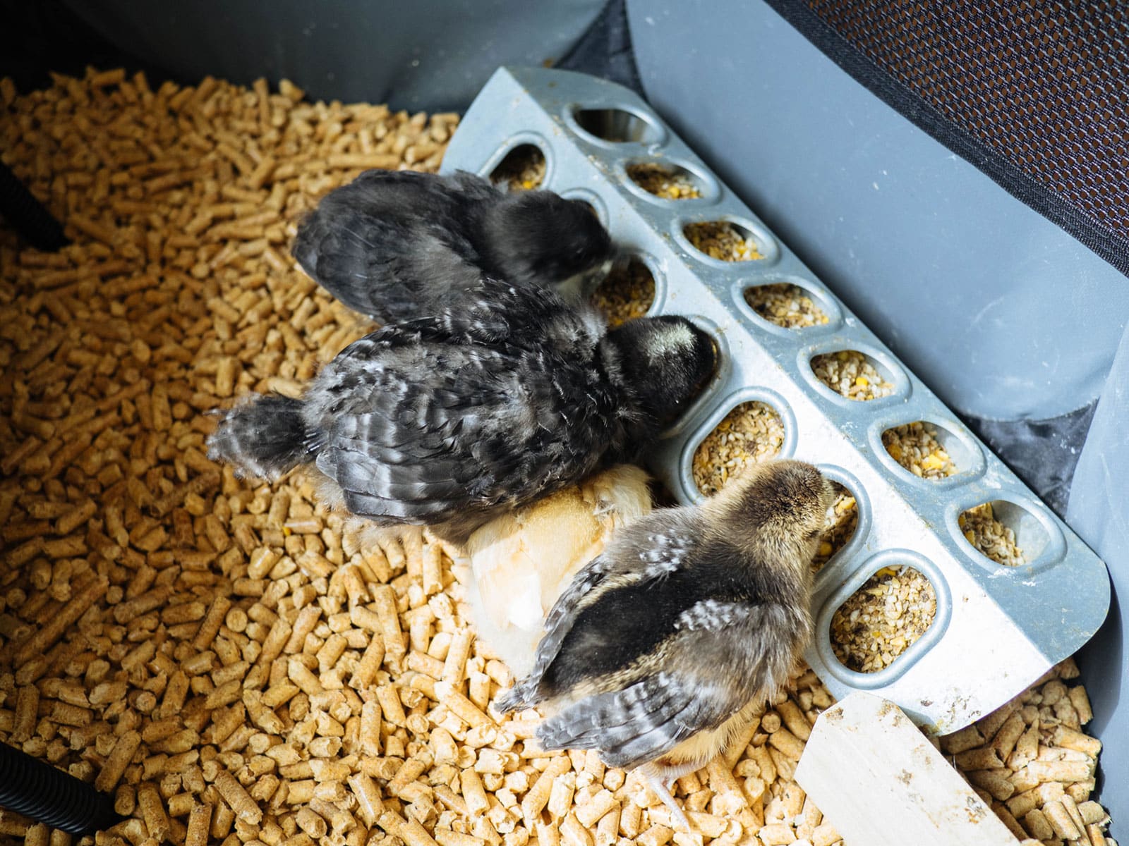 Chicks eating chick feed inside a brooder