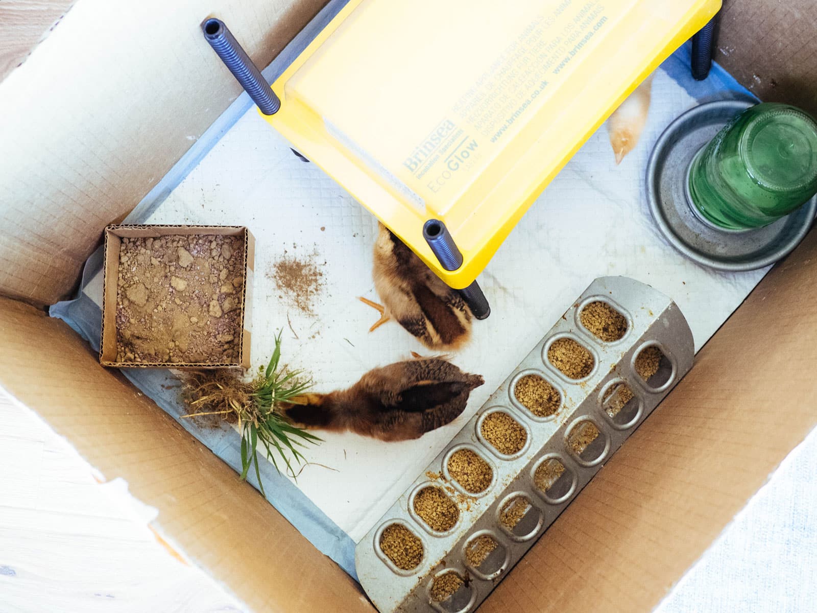 Baby chicks inside a cardboard box brooder with a mini dust bath and clump of grass