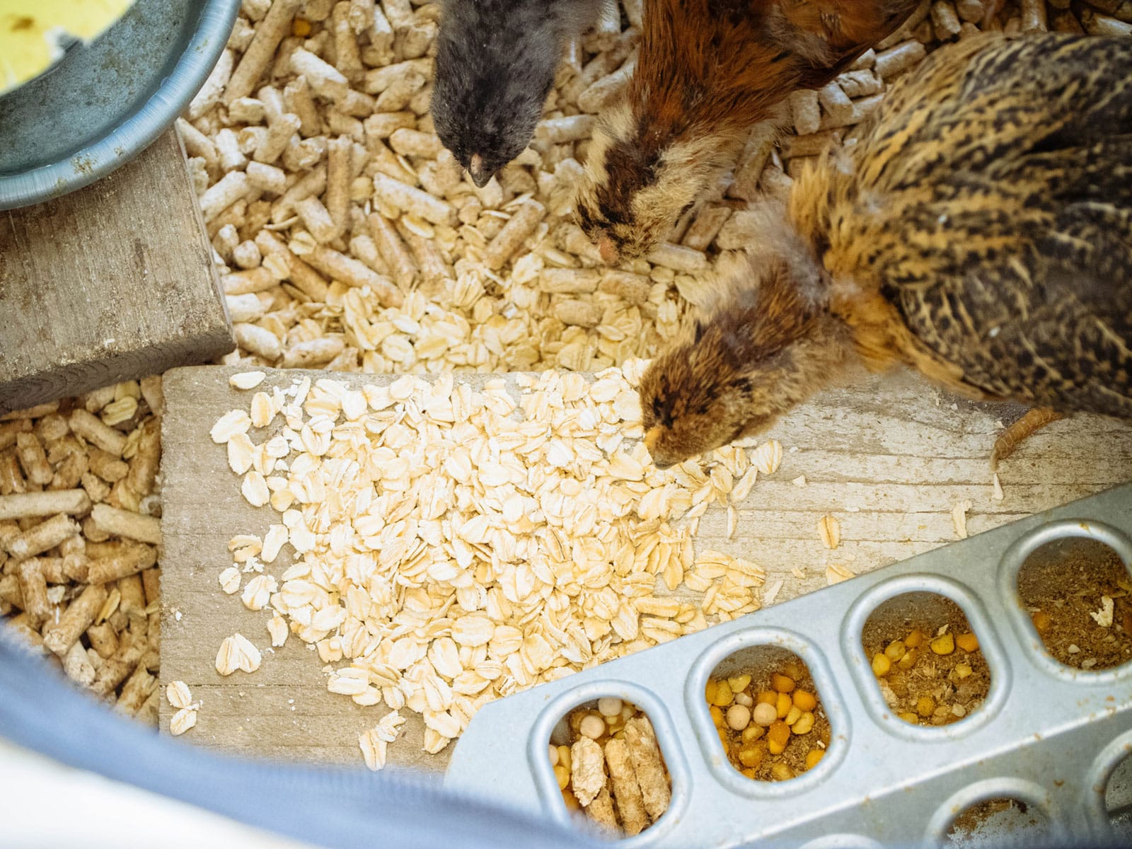 Baby chicks eating a treat of raw rolled oats