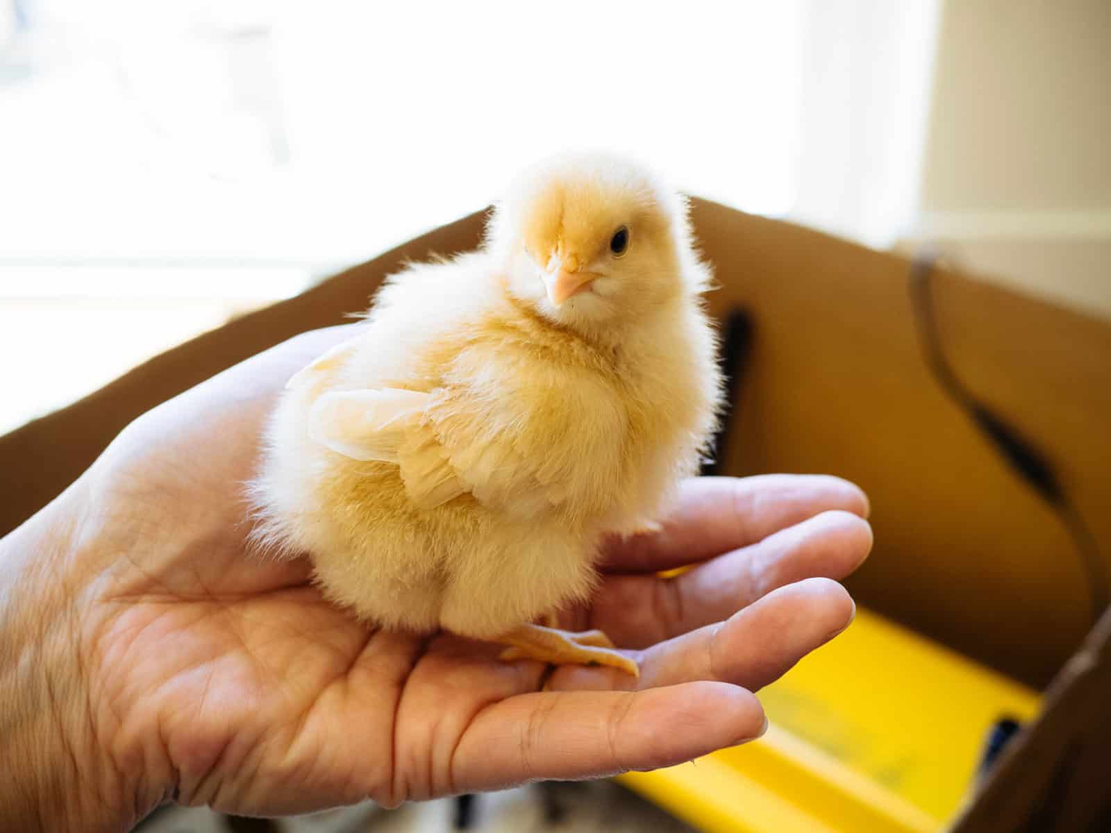A yellow baby chick sitting in a woman's outstretched palm