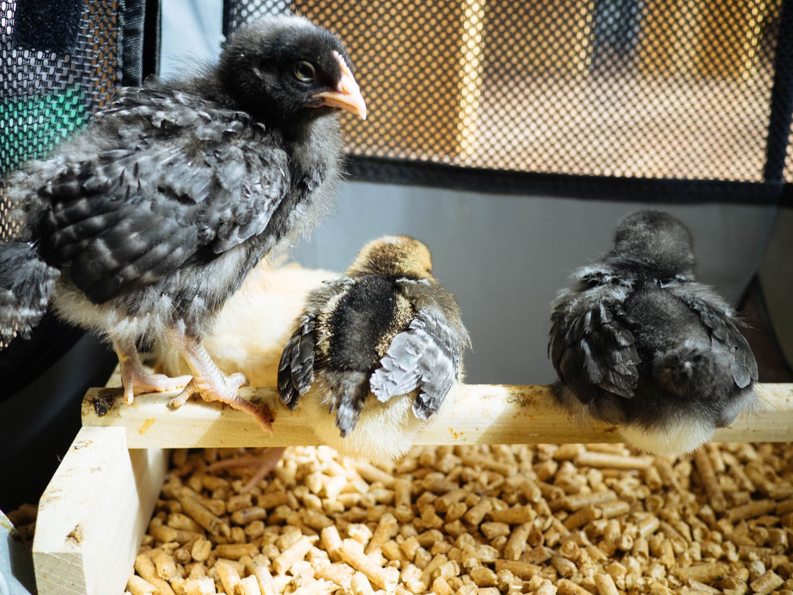 Baby chicks roosting on a mini wooden perch inside their brooder