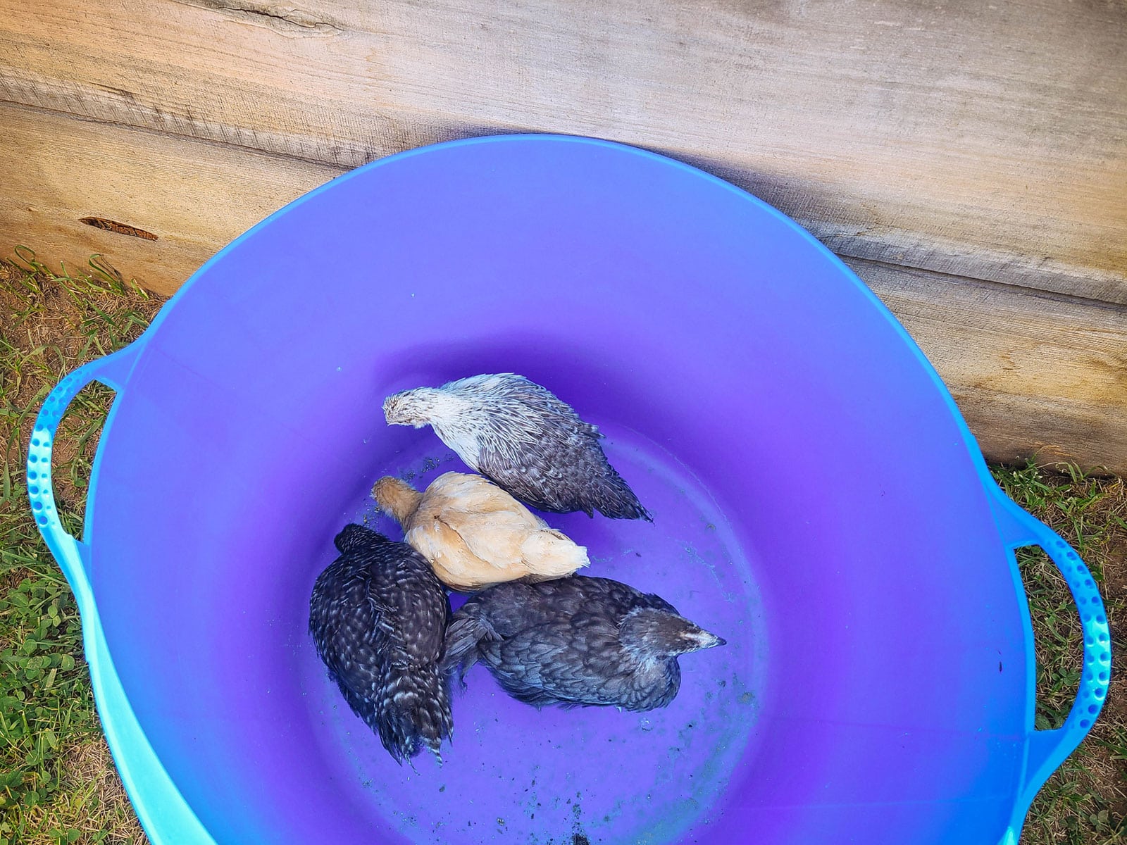 Four chicks inside a blue bucket being transported outside