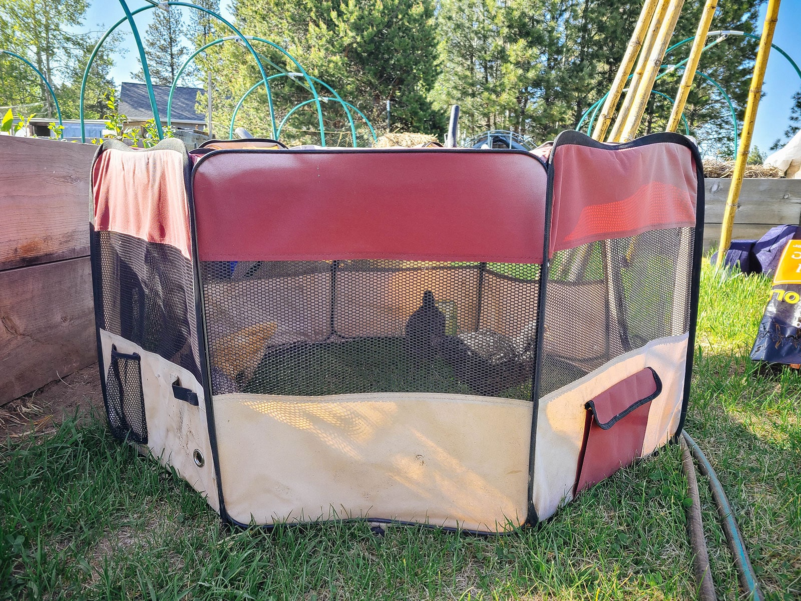 Pullets scratching in the grass in a portable puppy playpen