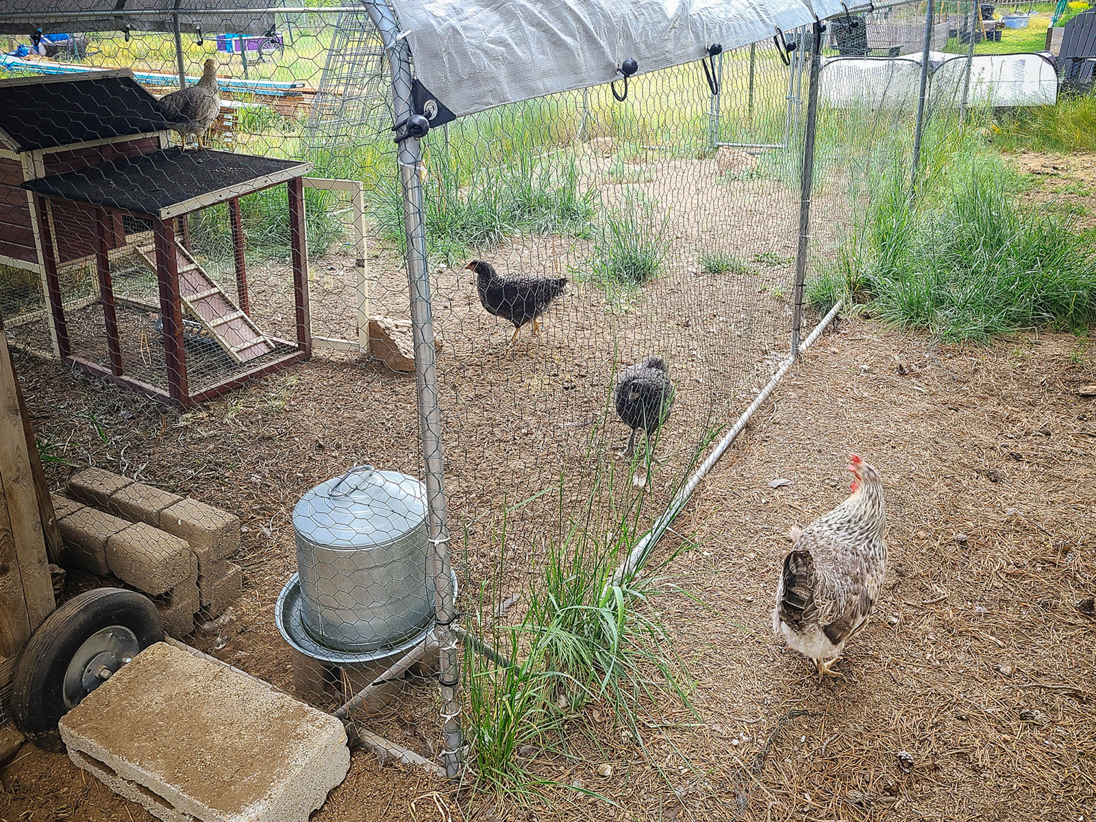 Pullets wandering in a fenced enclosure separate from the existing flock of chickens