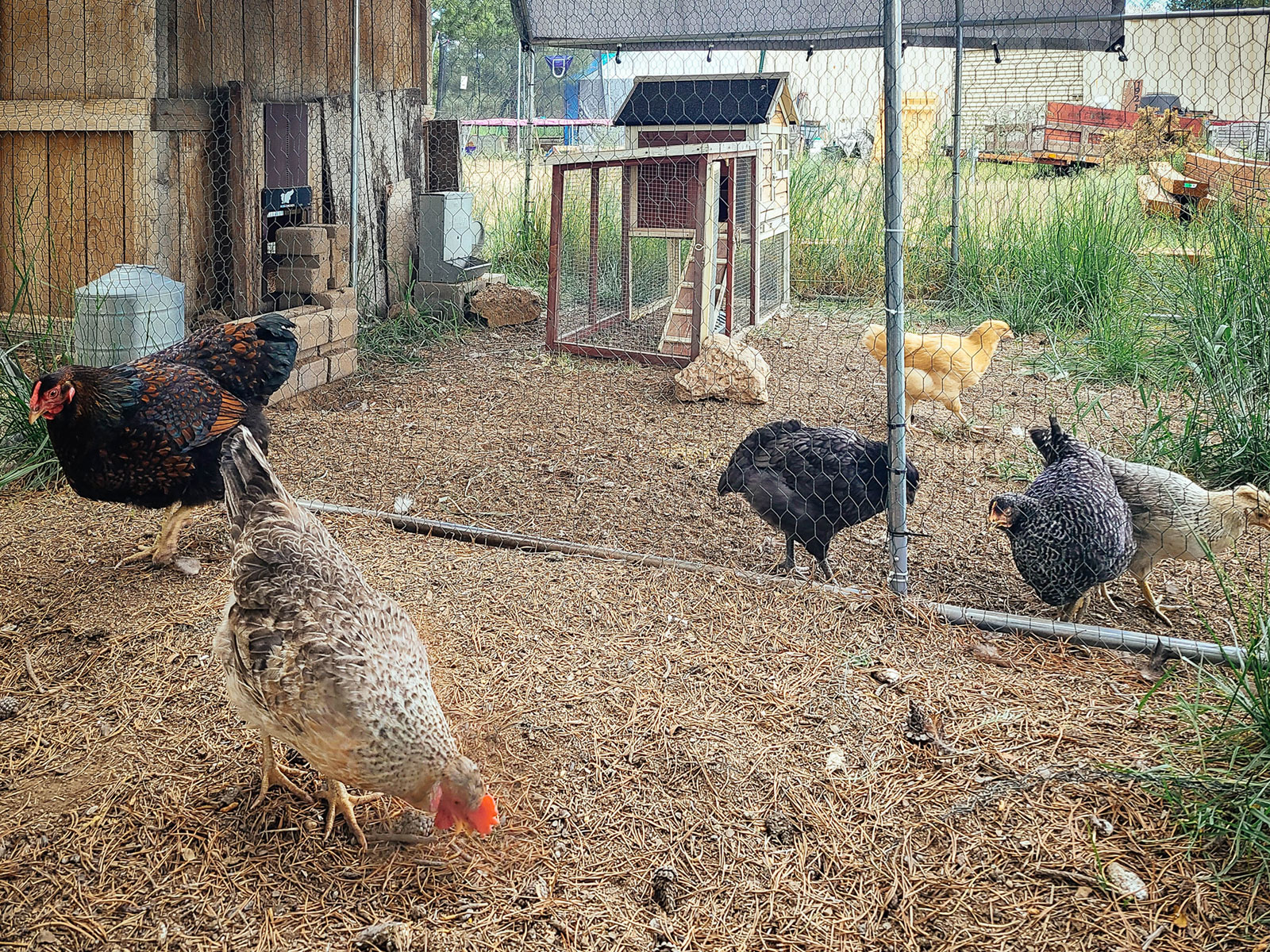 New chickens confined to a separate fenced run while the existing flock wanders on the other side