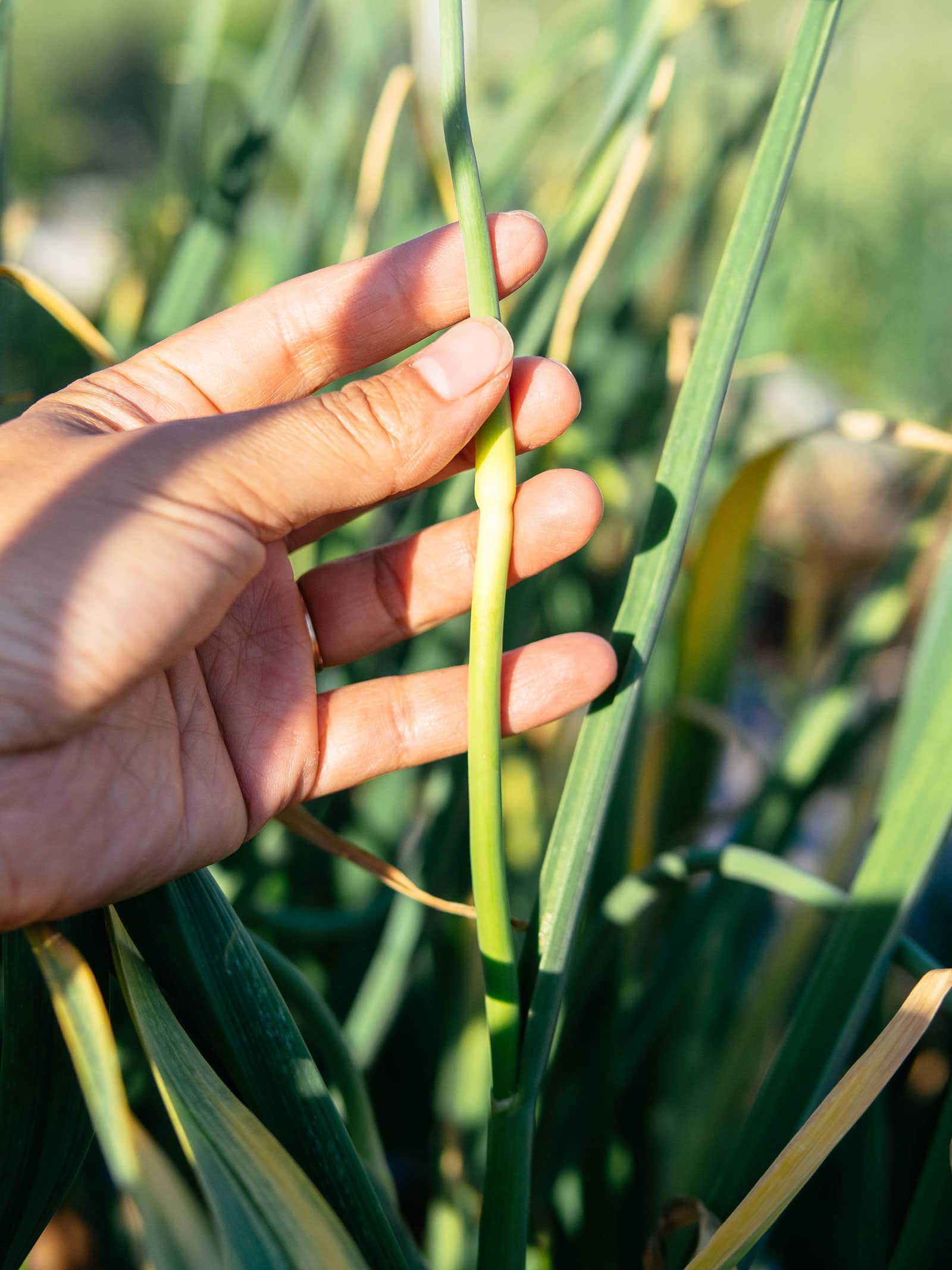 Woman's hand holding a scape growing on a garlic plant