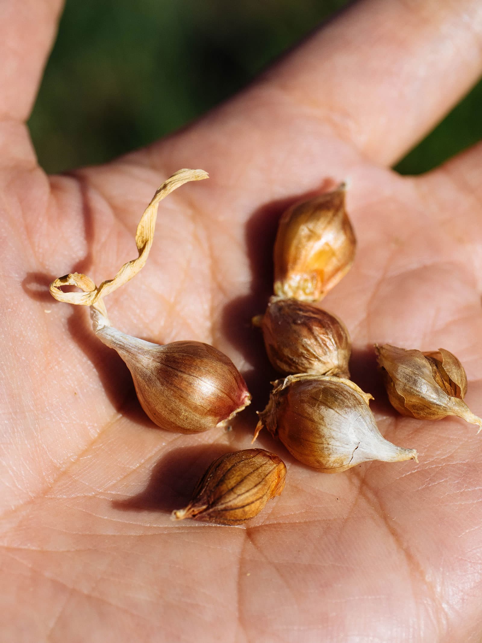 Six dried garlic bulbils in the palm of a hand