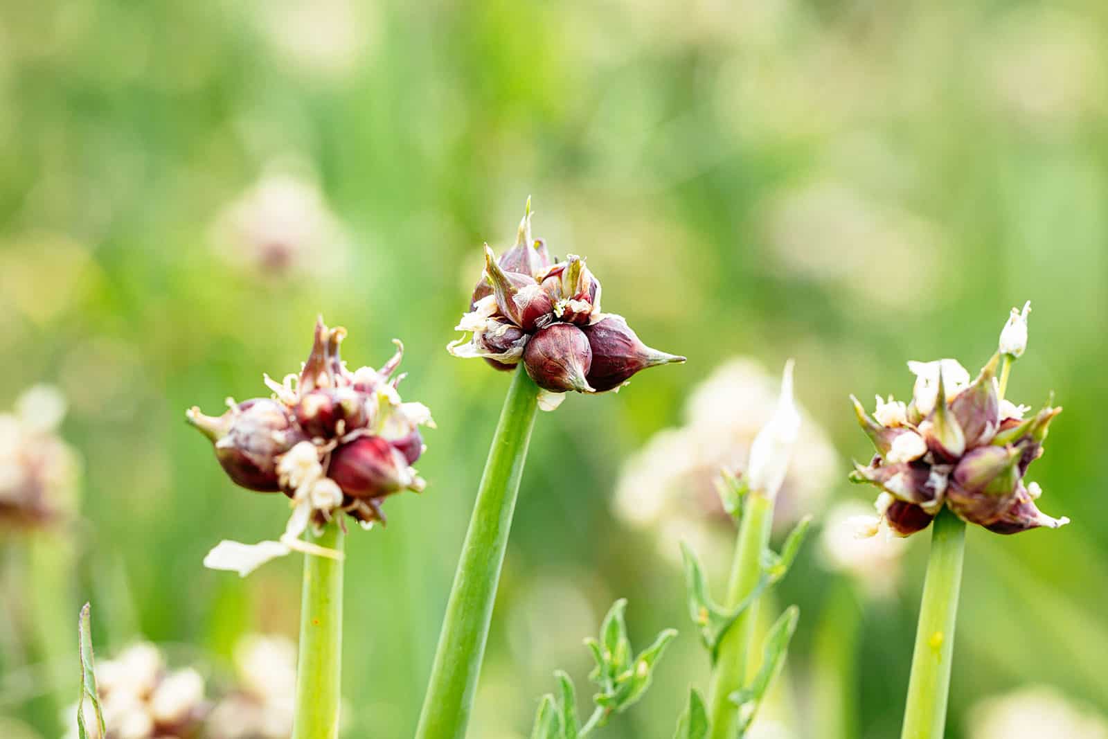 Garlic bulbils growing on top of a scape in a garden