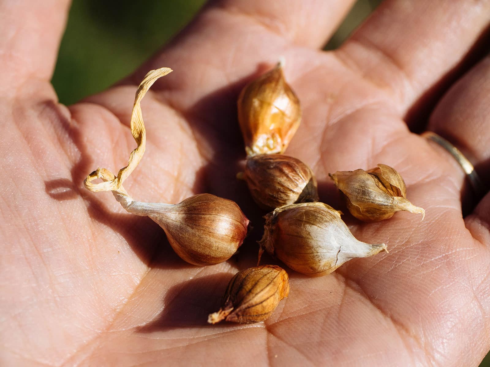 Hand holding dried garlic bulbils in its palm