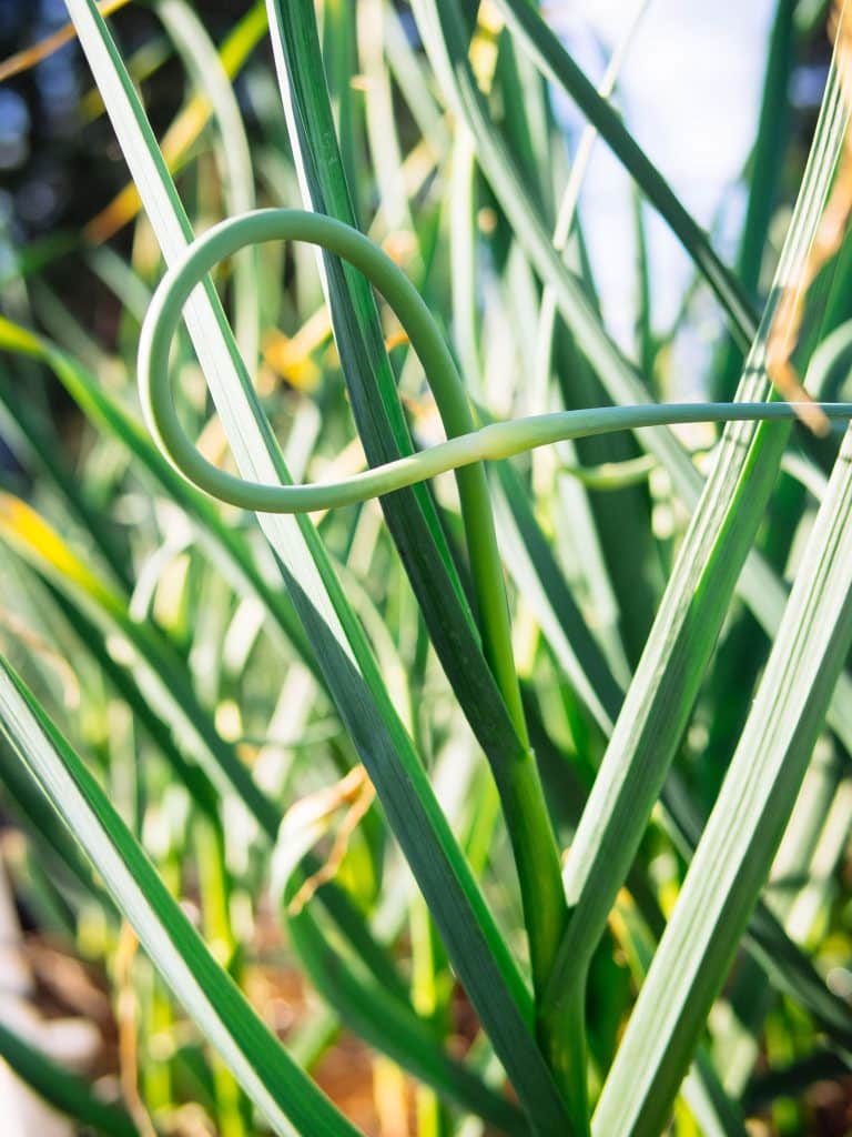A scape forming on a garlic plant